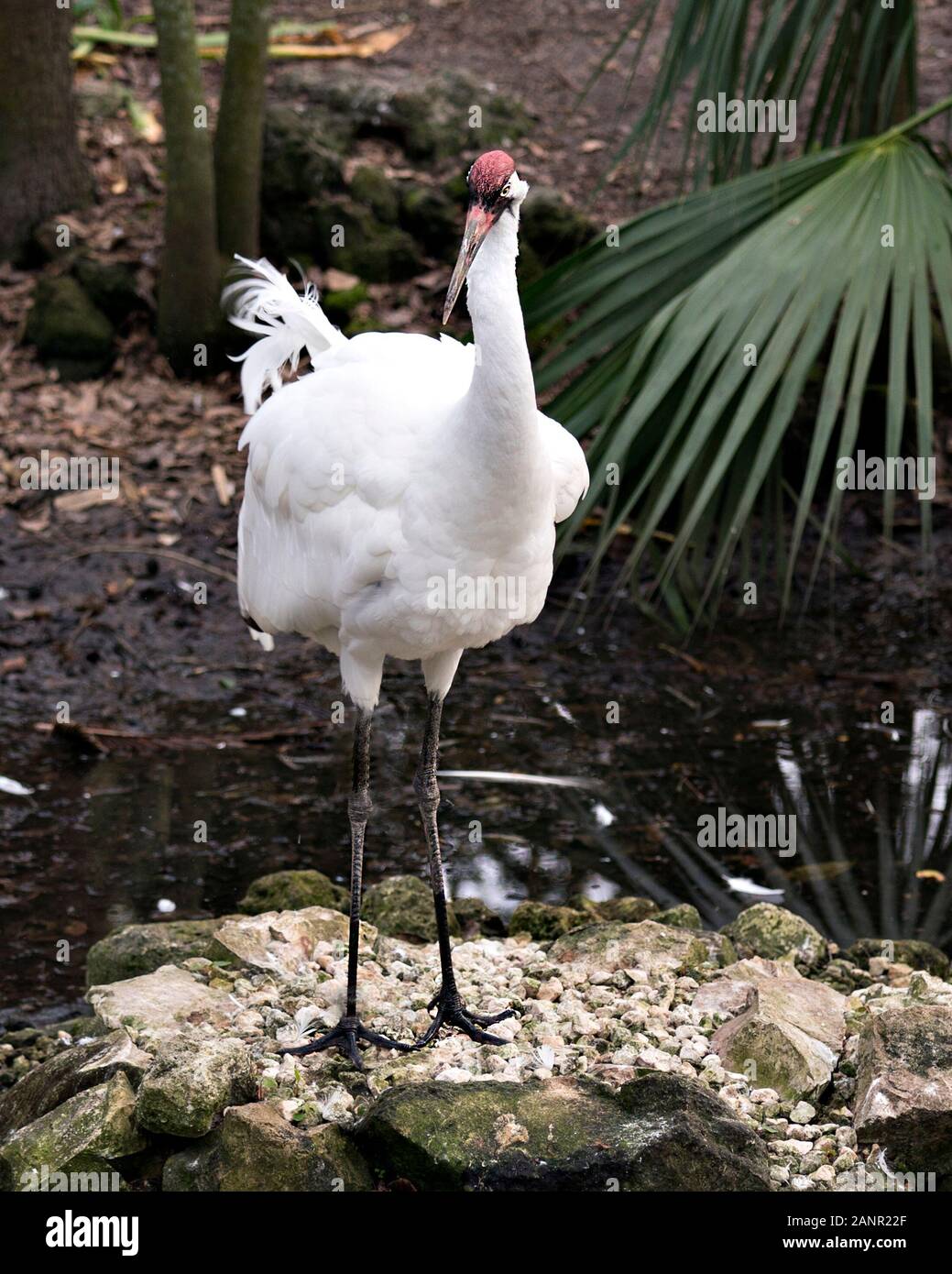 Affichage de l'image de la grue plumes blanches plumage, bec, oeil, couronne rouge sur la tête dans son environnement et ses environs. Les espèces en voie de disparition. Banque D'Images