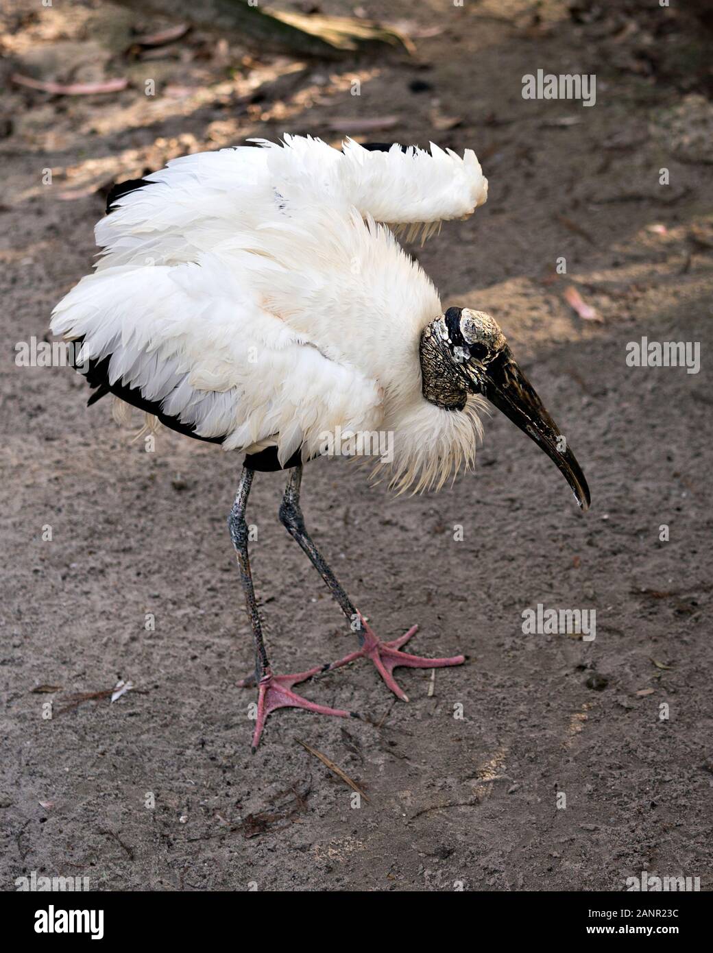 Image oiseaux cigogne bois affichant son beau plumage blanc et plumes noires, bec et pattes rouge avec fond et profiter de son environnement. Banque D'Images