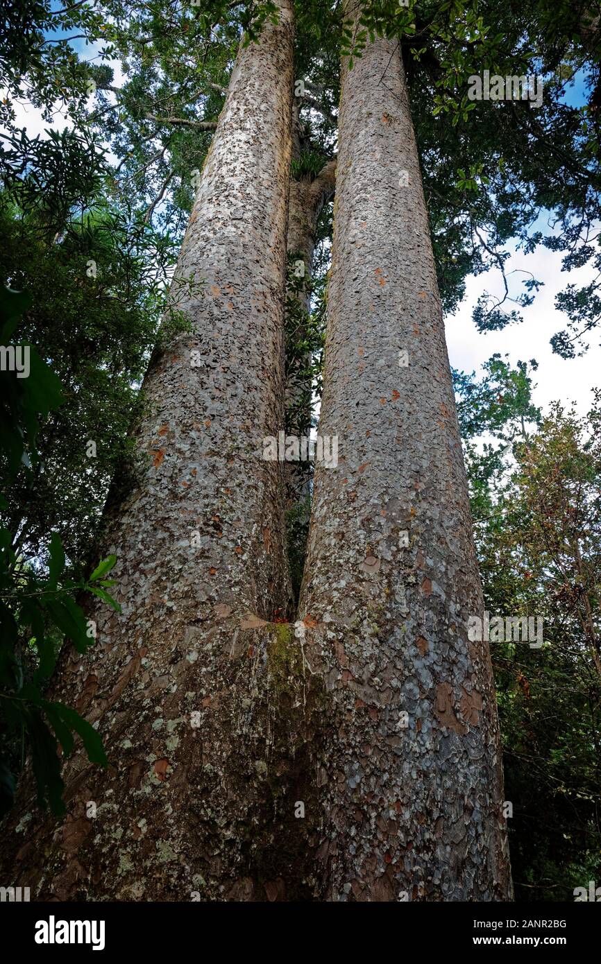 L'arbre Kauri jumeaux siamois, Agathis australis, un conifère des Araucariaceae dans le genre Agathis, péninsule de Coromandel, en Nouvelle-Zélande. Maintenant threa Banque D'Images