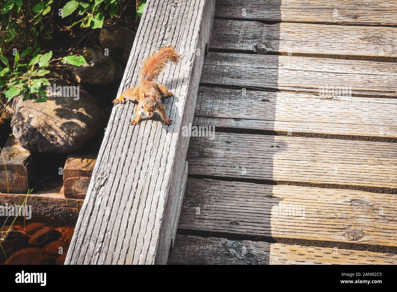 Funny photo d'écureuil sur un pont sur une journée ensoleillée dans le Parc National de la Mauricie, au Canada. Banque D'Images