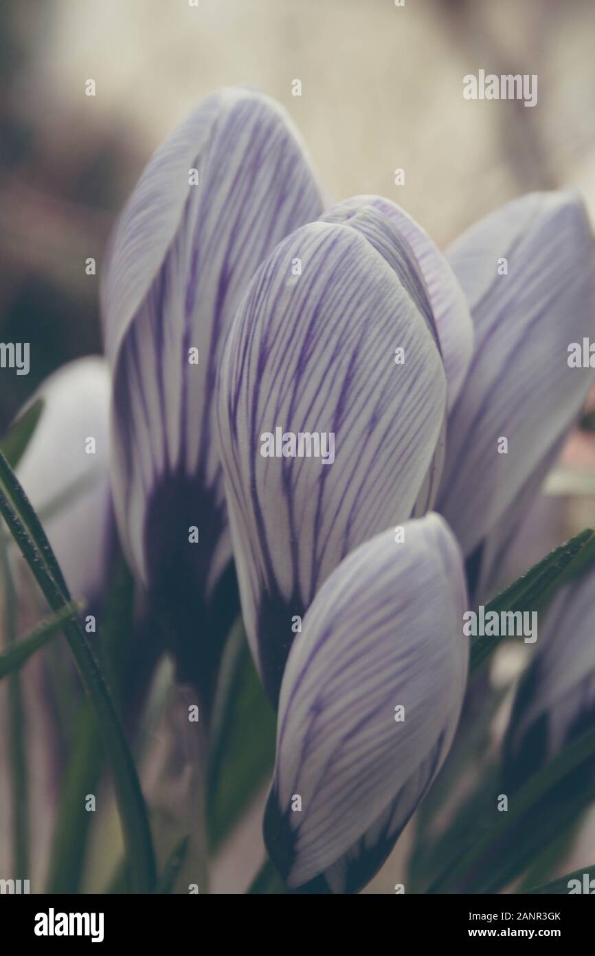 Belle purple crocus au printemps Banque D'Images