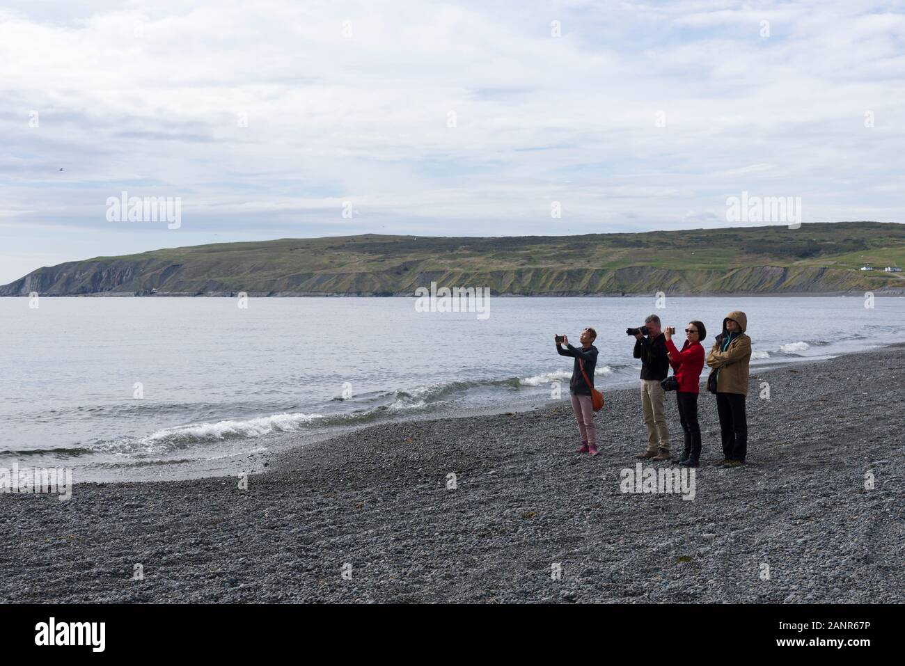 Scenic spot de St Vincent's beach, Terre-Neuve, Canada. Arrêter et profiter des magnifiques baleines à bosse près de la côte. Banque D'Images