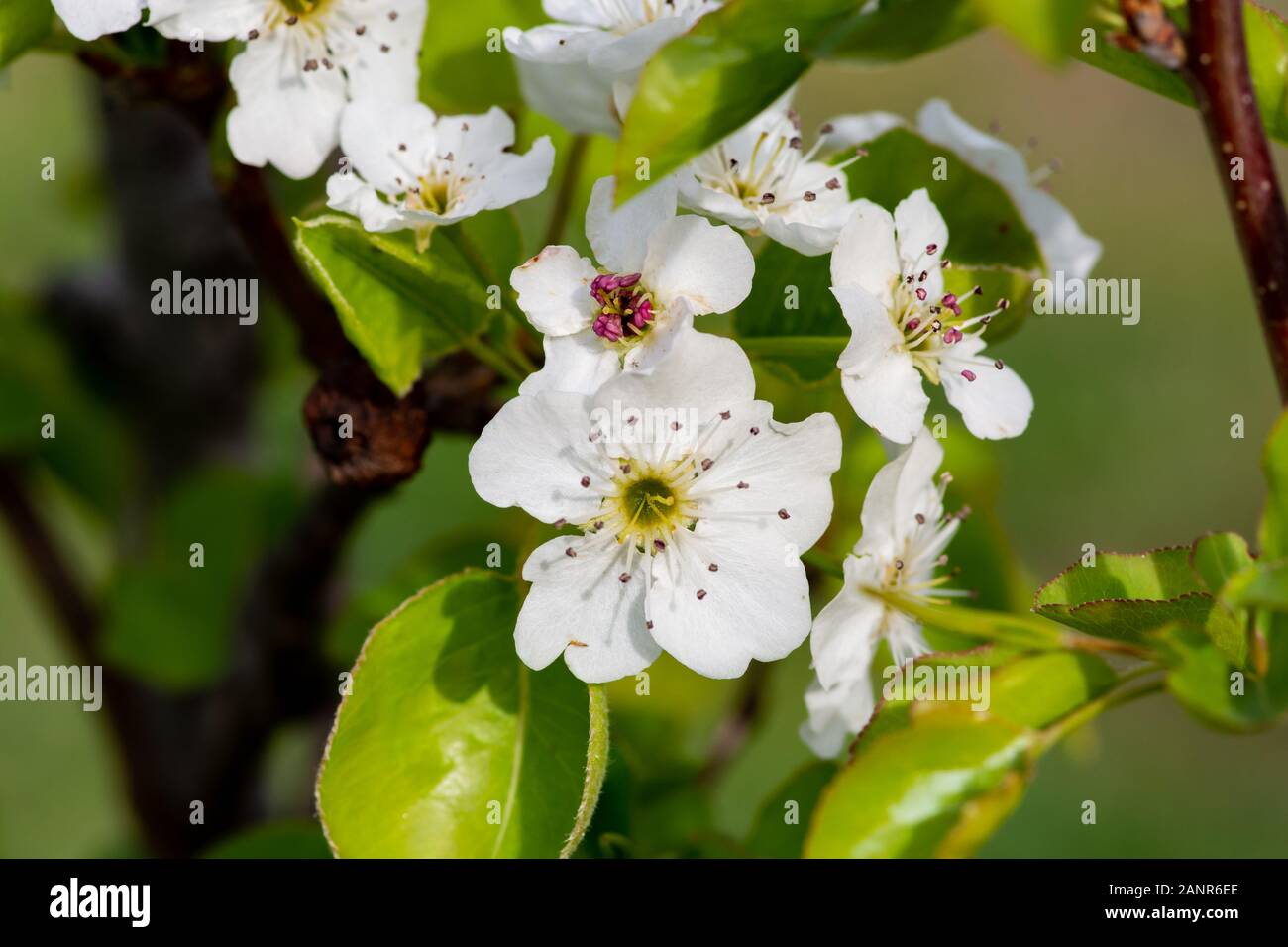 Fleur De Myrte En Forme De Raisin Blanc Gros Plan. Banque D'Images