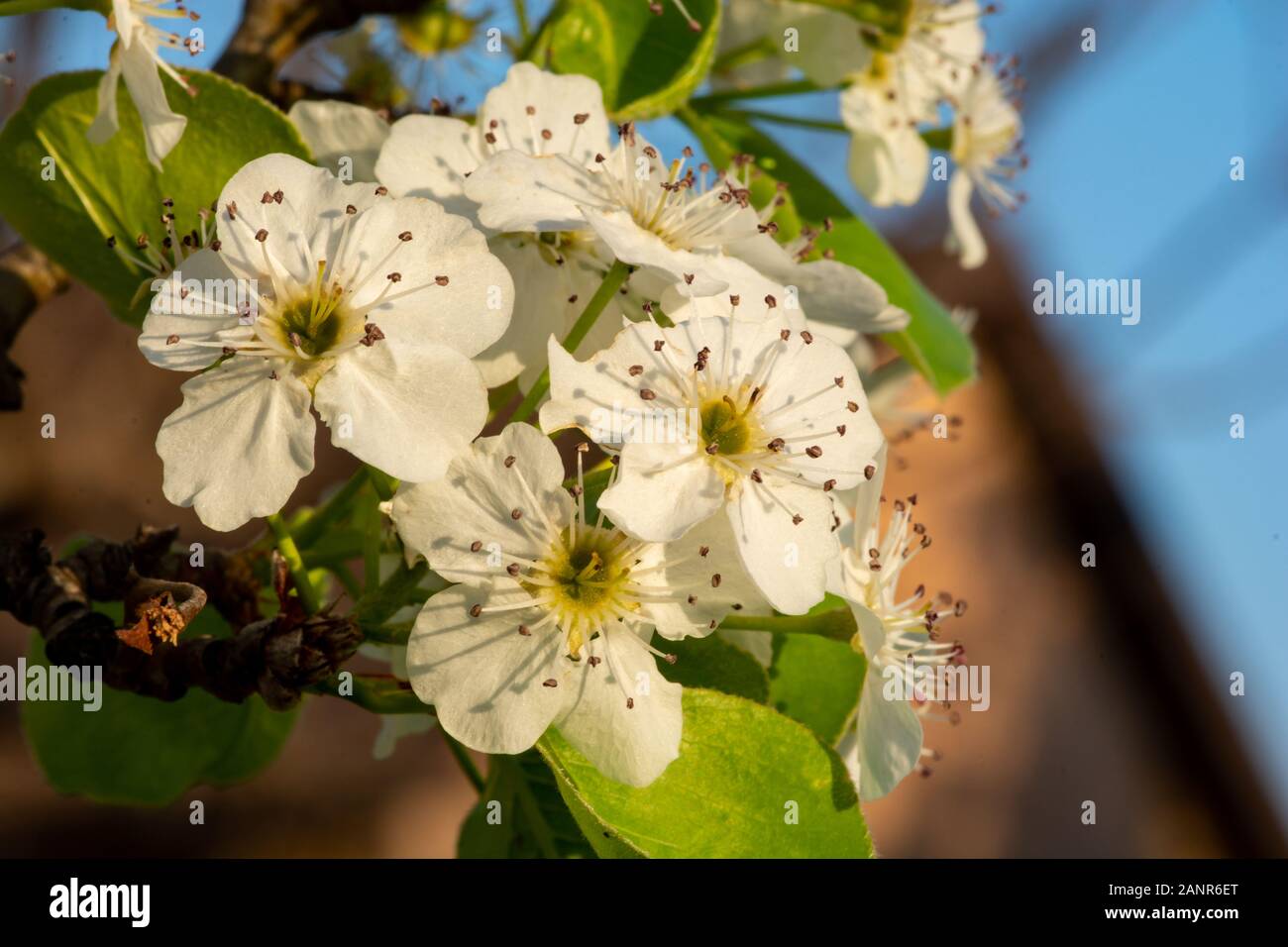 Fleur De Myrte En Forme De Raisin Blanc Gros Plan. Banque D'Images