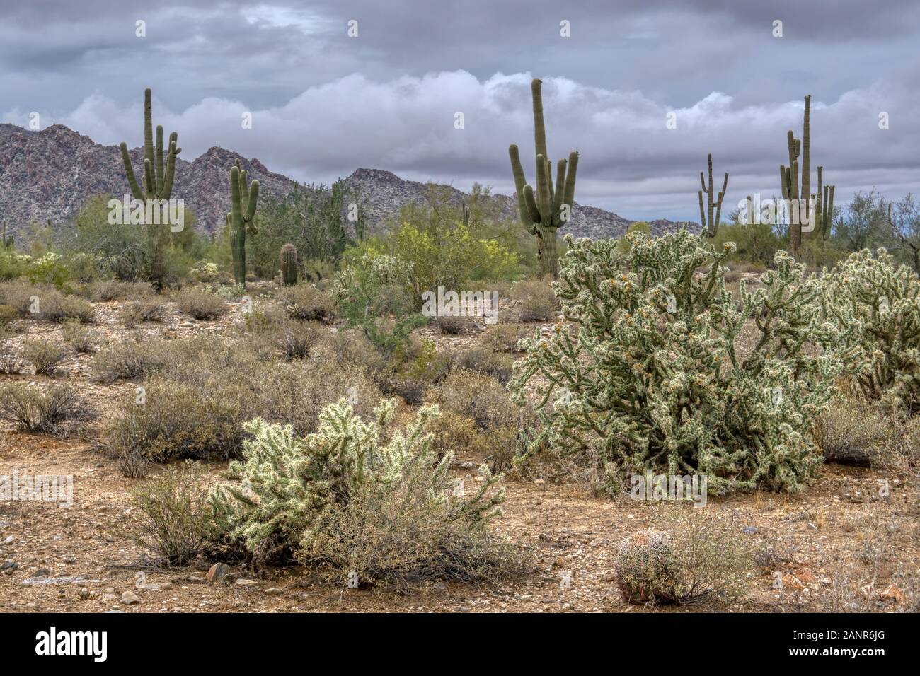 Saguaro et le cactus pirickly fleuri avec des arbres mésiqueux et palos verde dans le White Tank Mountain State Park à l'extérieur de Phoenix, Arizona. Banque D'Images