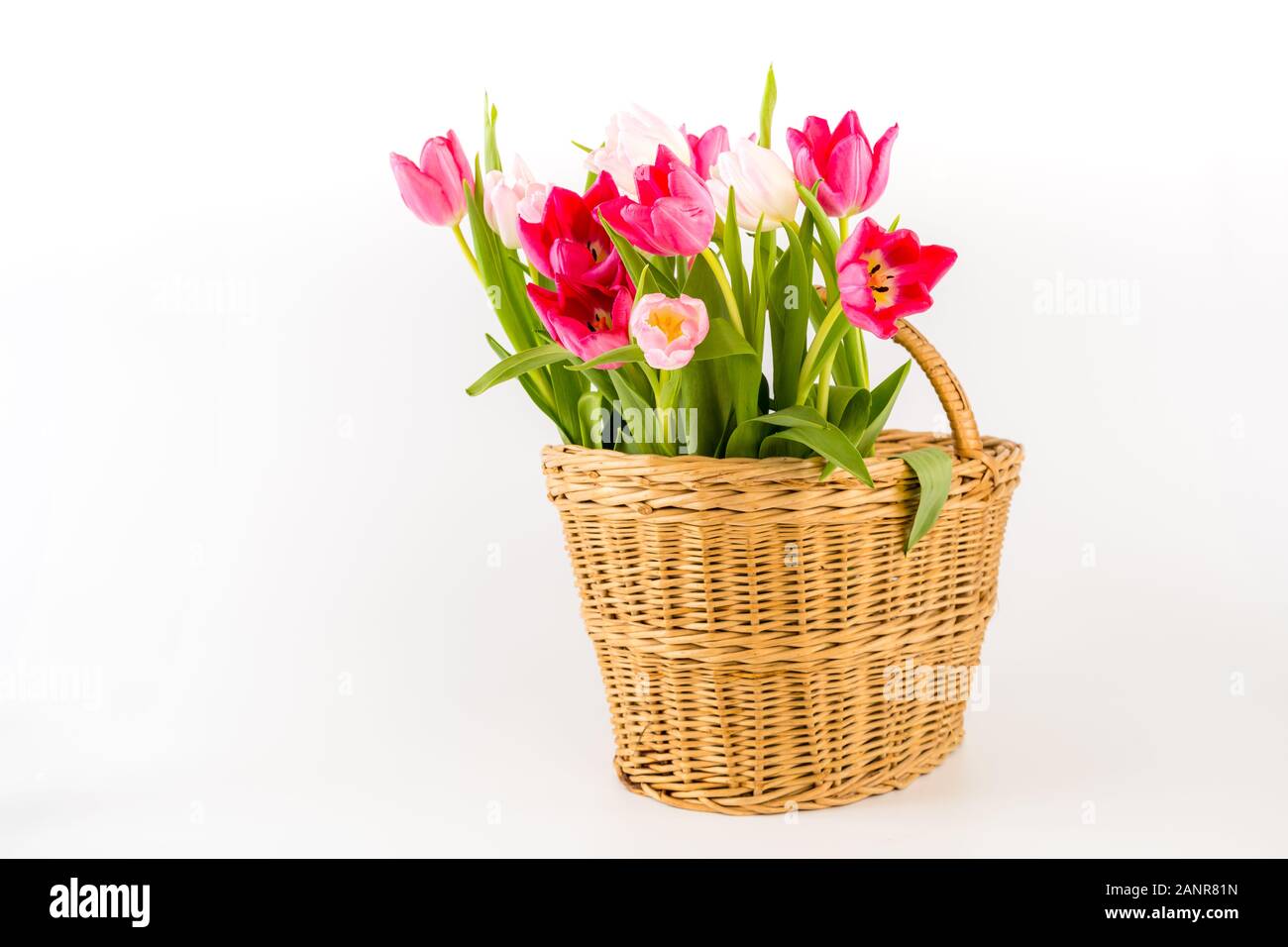 Bouquet de tulipes au printemps frais dans un panier en osier, isolé sur fond blanc. Félicitations. Saint-valentin, printemps, Pâques. L'espace pour le texte. Banque D'Images