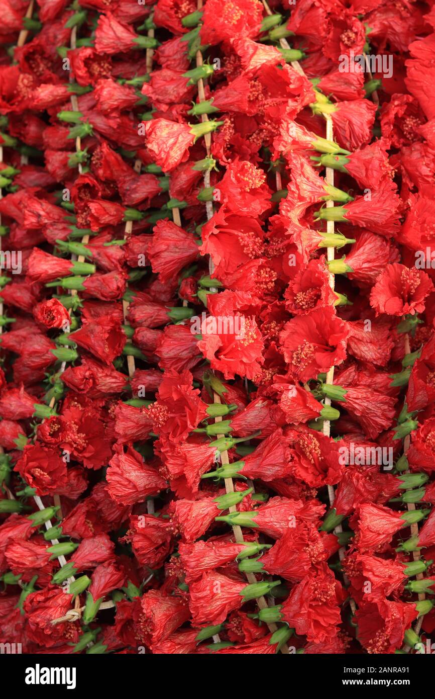 Fleur d'Hibiscus rouge à Mullik Ghat Marché aux Fleurs Banque D'Images