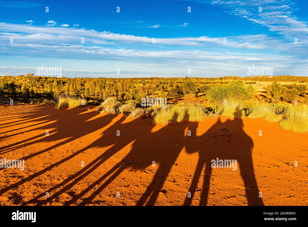 La visite au coucher du soleil à dos de chameau près d'Uluru crée des ombres spectaculaires sur la terre rouge. Yulara, Territoire Du Nord, Australie Banque D'Images