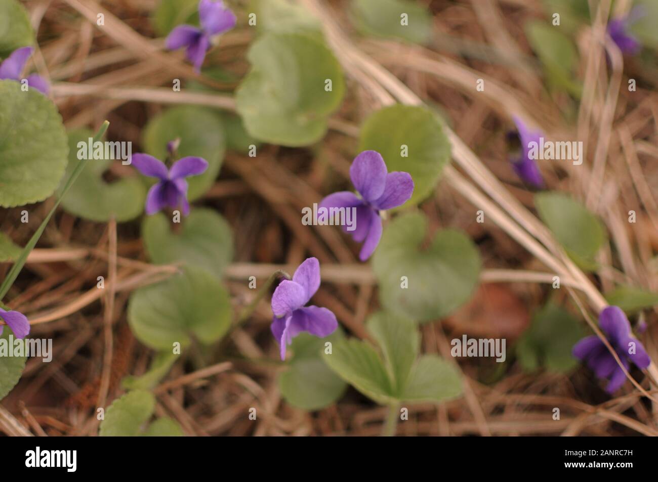 Belle fleur de pansy sauvage violette de printemps dans la forêt Banque D'Images