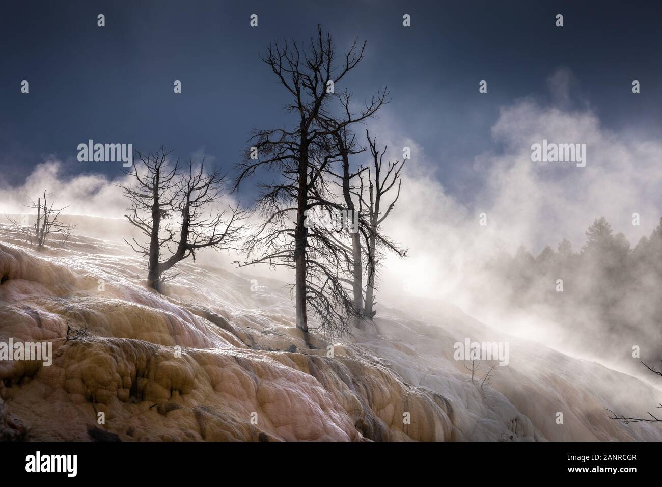 Arbres mourants sur terrasse de Mammoth Hot Spring couverts par la fumée d'eau chaude, le Parc National de Yellowstone, Wyoming, USA. Banque D'Images