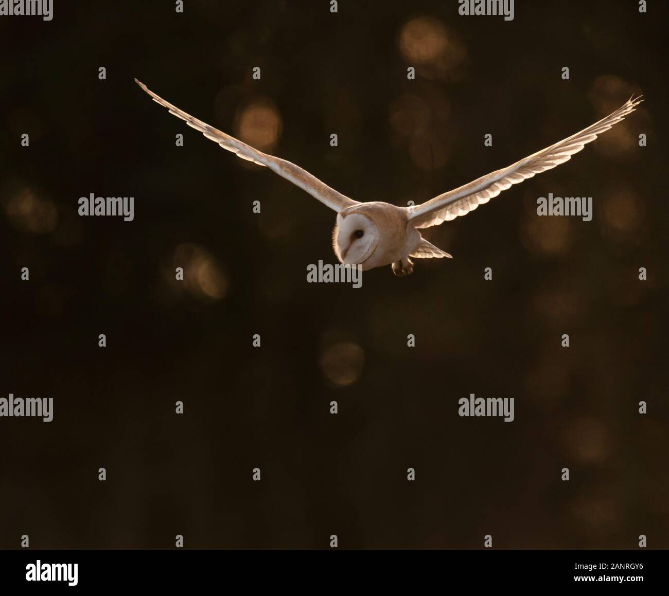 Un sauvage Effraie des clochers (Tyto alba) en vol par le paramètre rétroéclairé, Cotswolds Banque D'Images