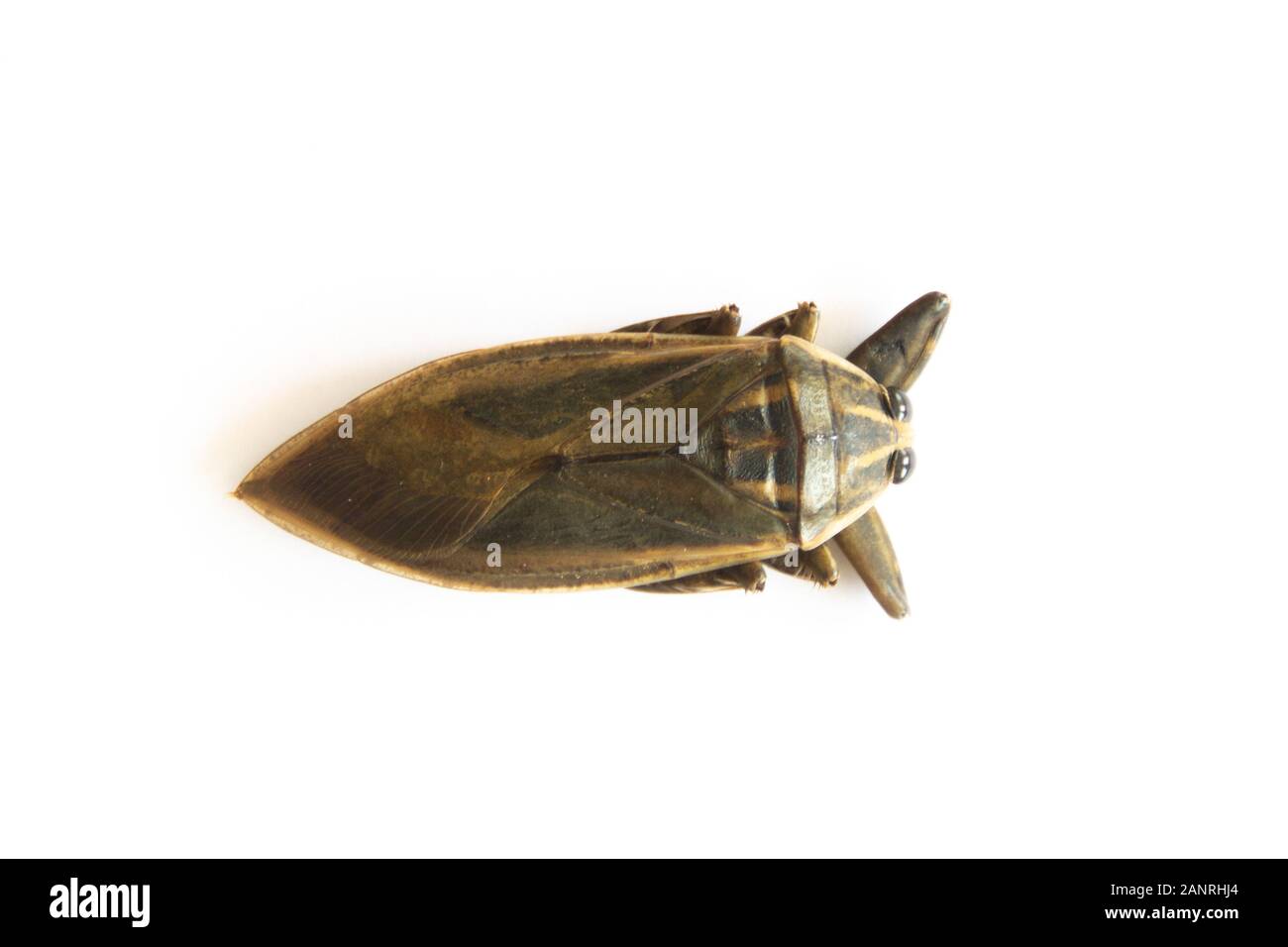 Lethocerus indicus sur fond blanc,bug d'eau géantes en Thaïlande.Lethocerus indicus isolé sur fond blanc. Banque D'Images