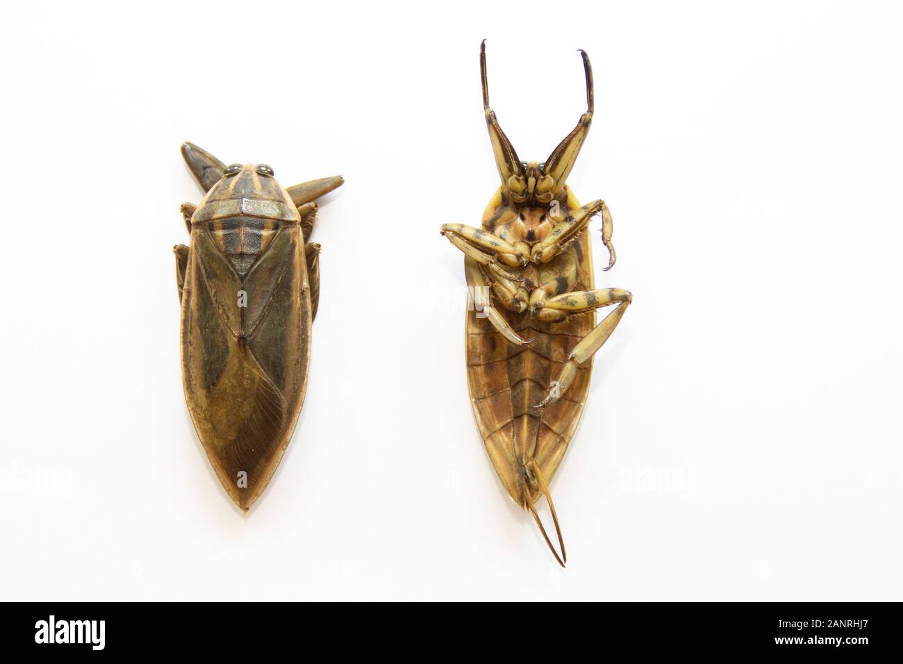 Lethocerus indicus sur fond blanc,bug d'eau géantes en Thaïlande.Lethocerus indicus isolé sur fond blanc. Banque D'Images