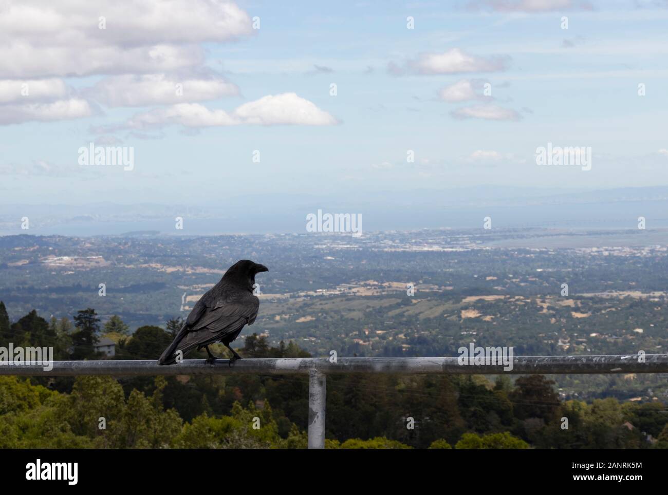 Un corbeau en profitant de la vue sur San Francisco et la baie. Banque D'Images