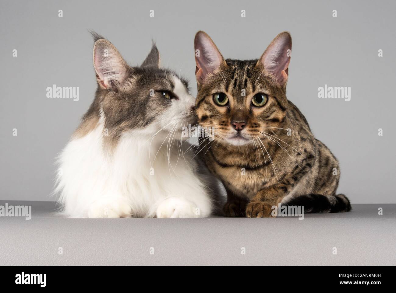 Deux amis chats domestiques au Royaume-Uni Banque D'Images