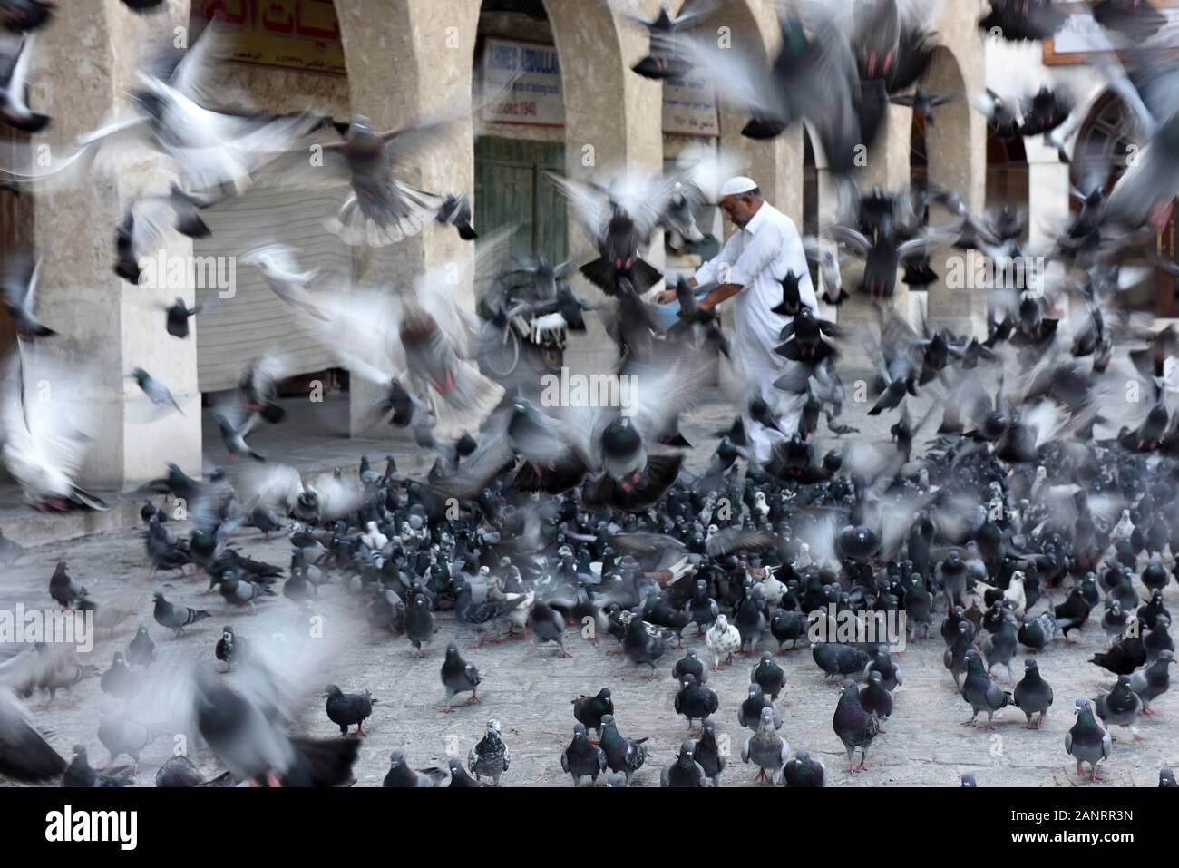 Doha, Qatar- pigeons à Souq Waqif. Banque D'Images