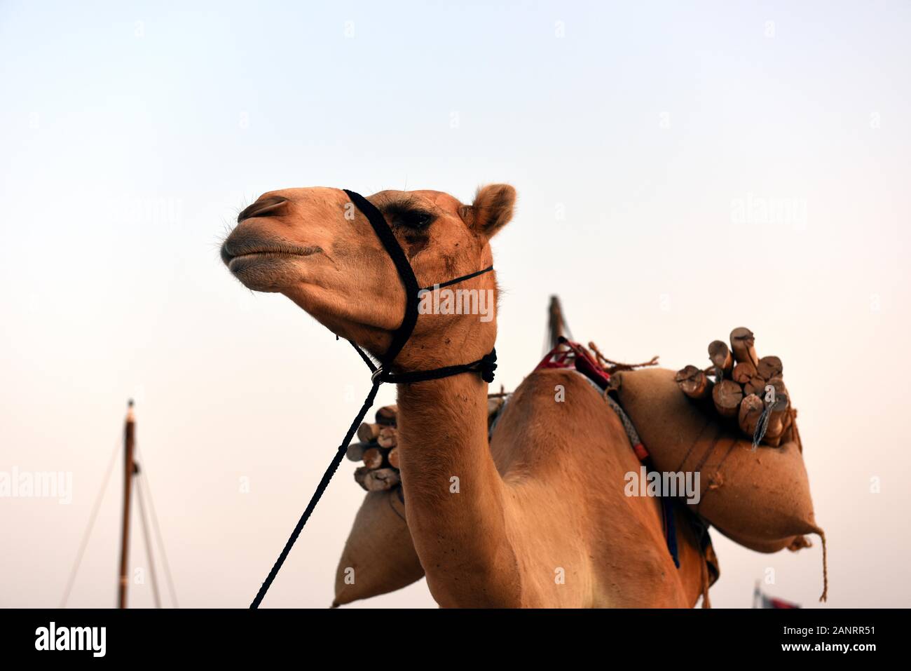 Camel transportant des bâtons en Dhow traditionnel Katara, Festival, Doha, Qatar. Banque D'Images