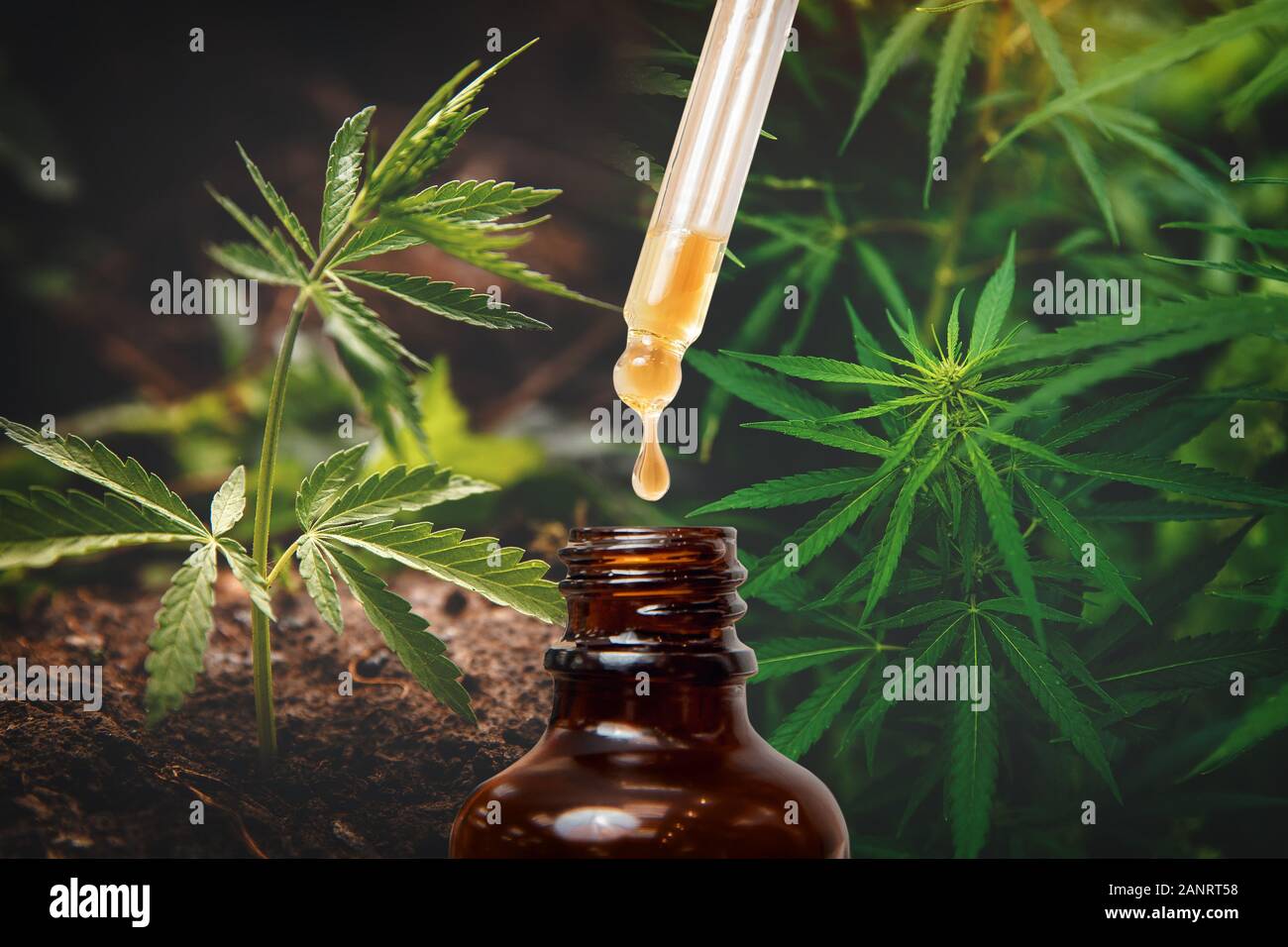 Extraits de l'huile de cannabis CBD CNC dans les pots d'herbes et de feuilles. Concept de la marijuana médicale Banque D'Images