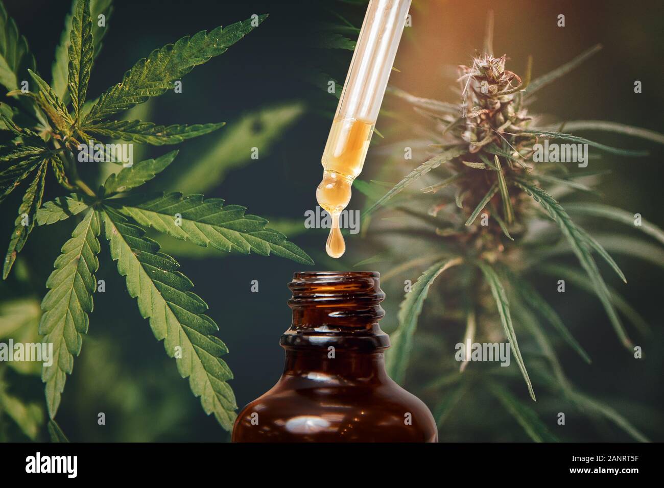 Extraits de l'huile de cannabis CBD CNC dans les pots d'herbes et de feuilles. Concept de la marijuana médicale Banque D'Images