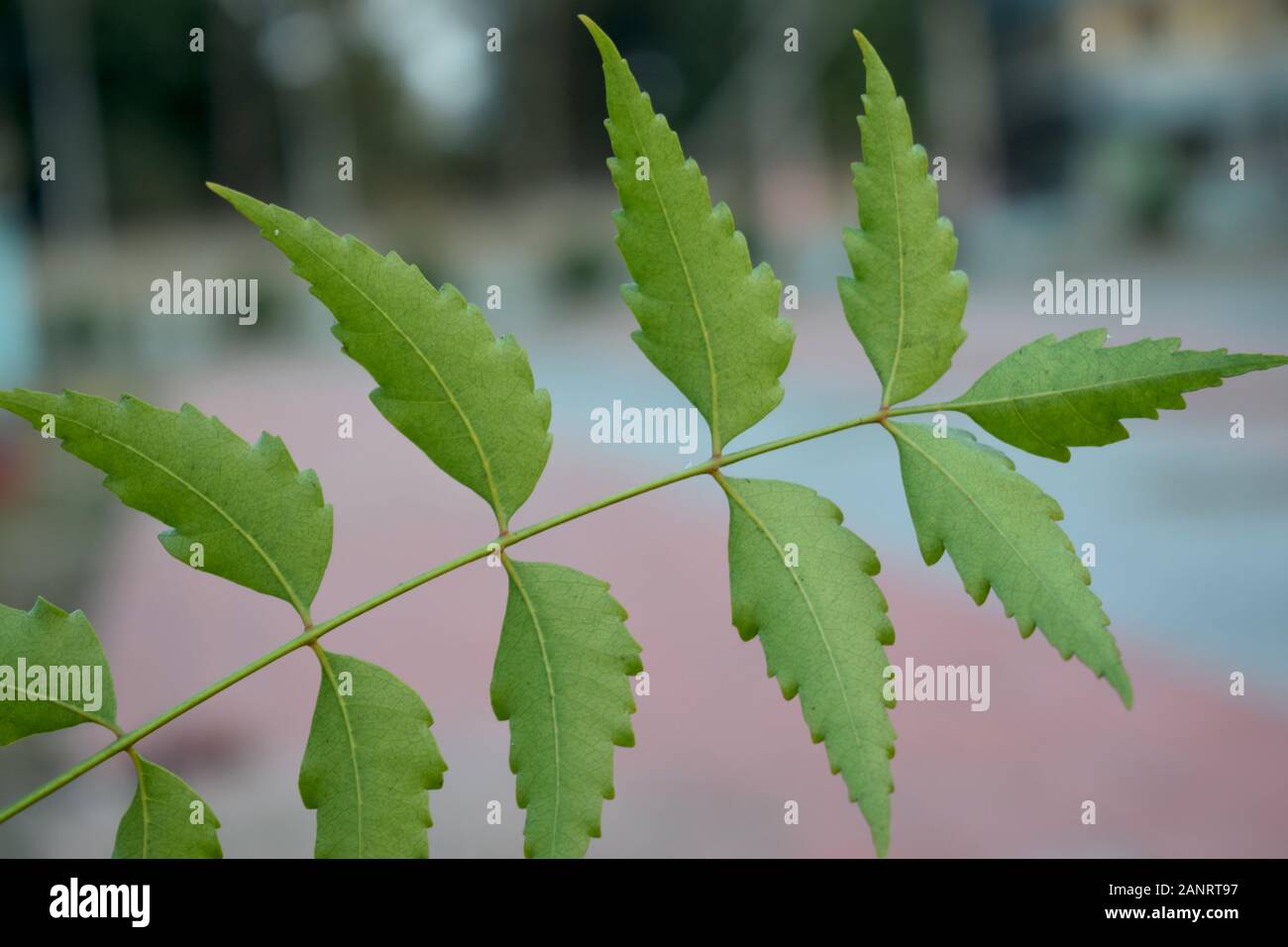 une image de gros plan d'une seule feuille de neem avec un arrière-plan flou Banque D'Images