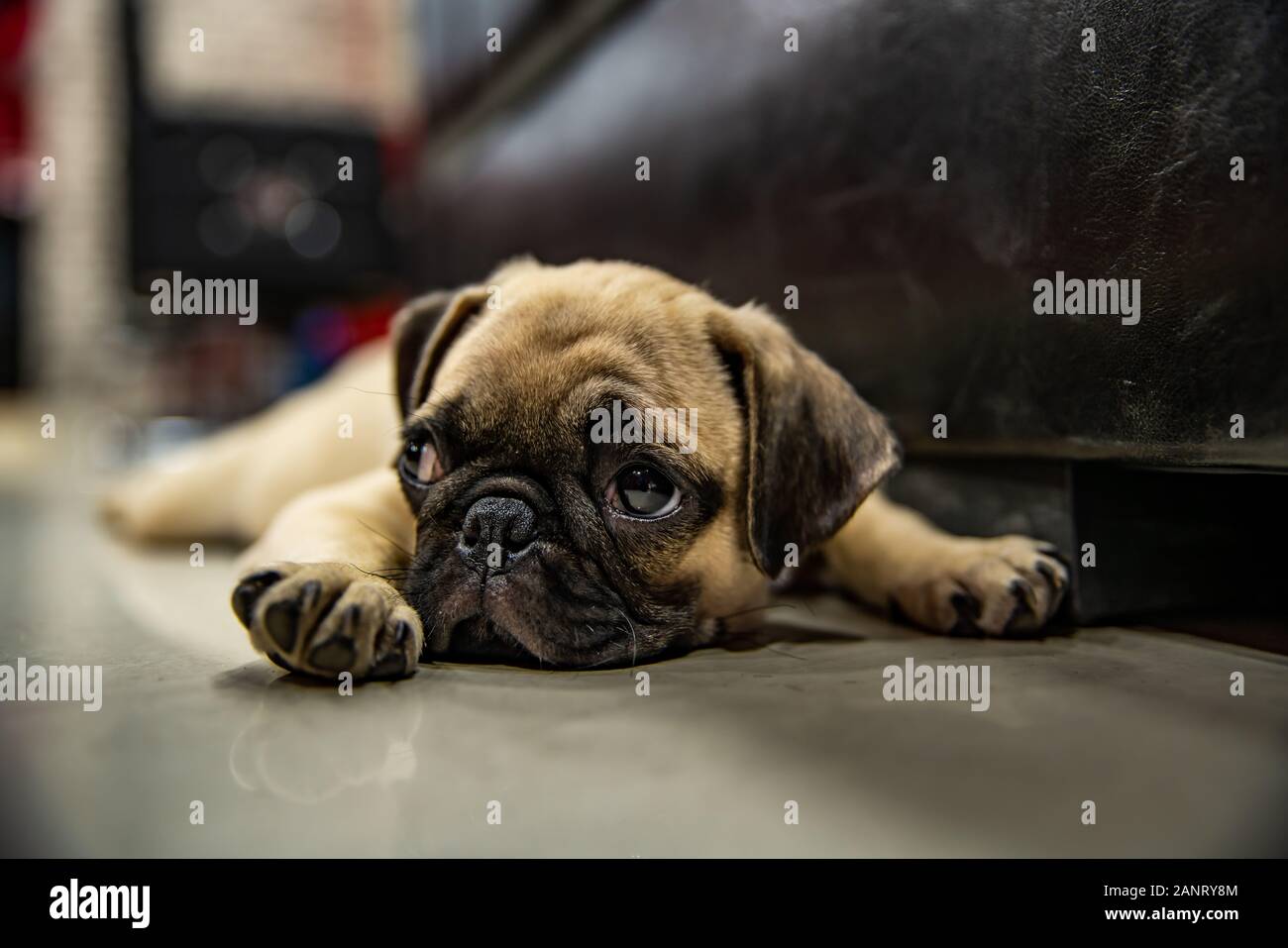 PUG posé sur le sol et à la recherche ou à l'attente de quelqu'un Banque D'Images