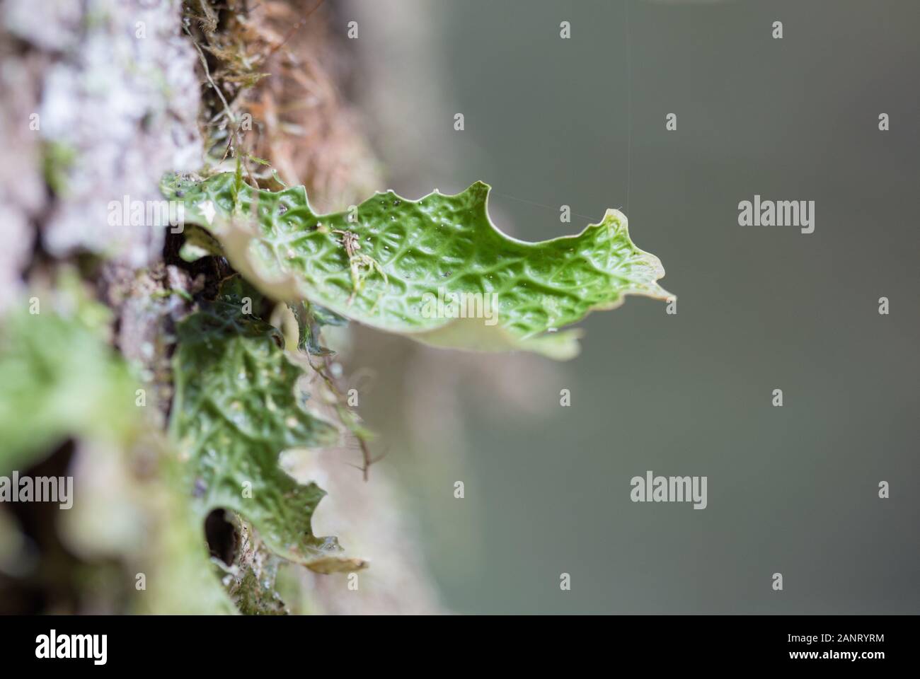 Lobaria pulmonaria, chêne ou herbe de lichens rares dans la première forêt de hêtres qui poussent sur l'écorce des vieux arbres Banque D'Images