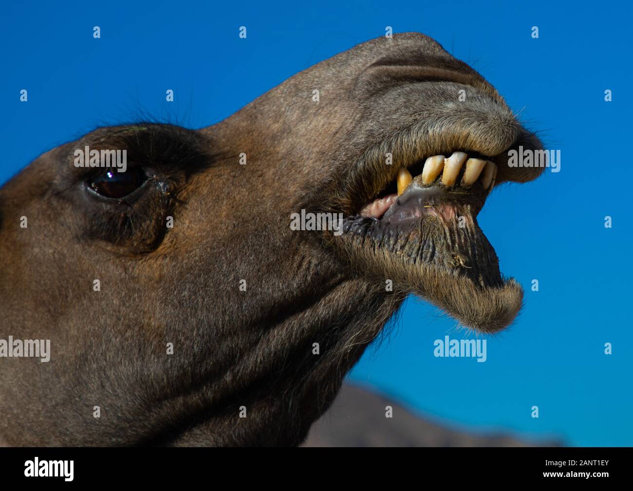 image-de-dents-de-chameau-banque-de-photographies-et-d-images-haute