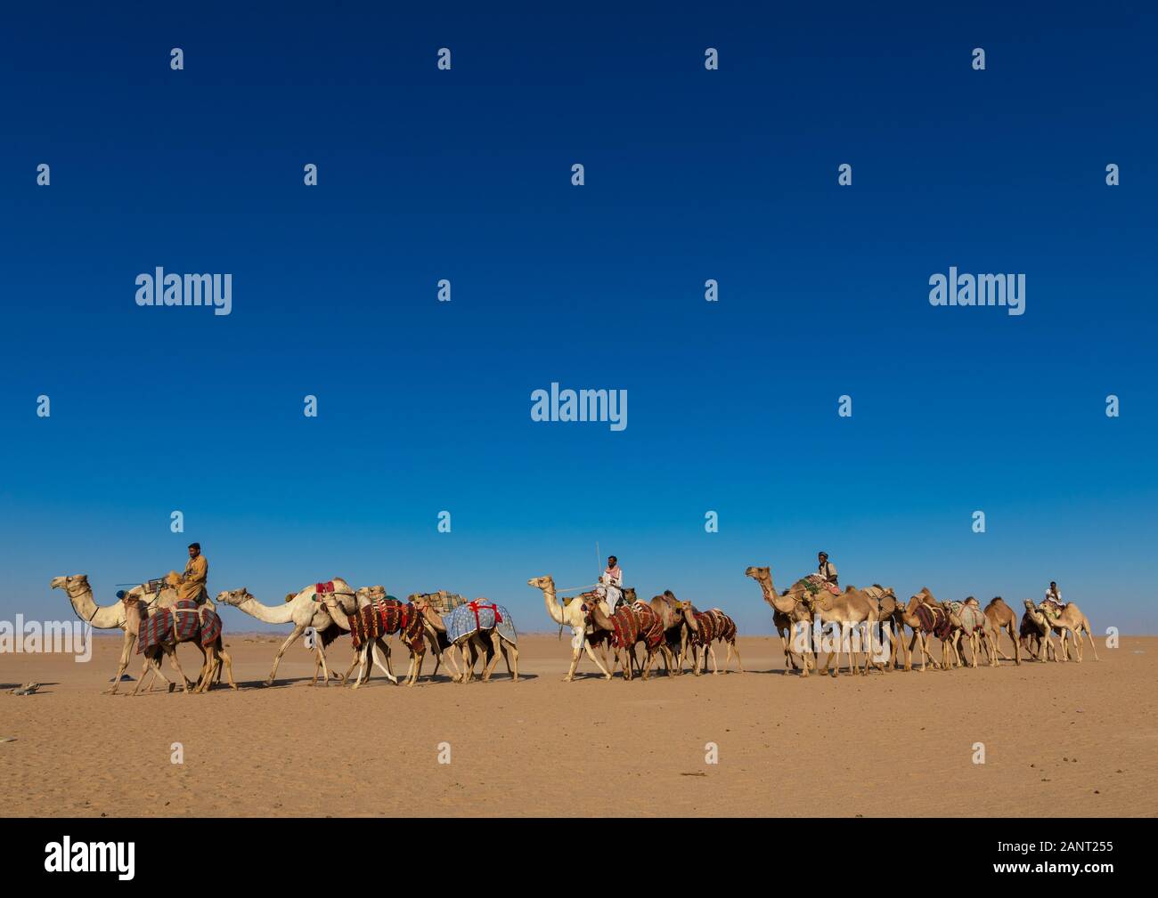 La formation pour les courses de chameaux dans la Rub' al Khali désert, province de Najran, Hubuna, l'Arabie Saoudite Banque D'Images