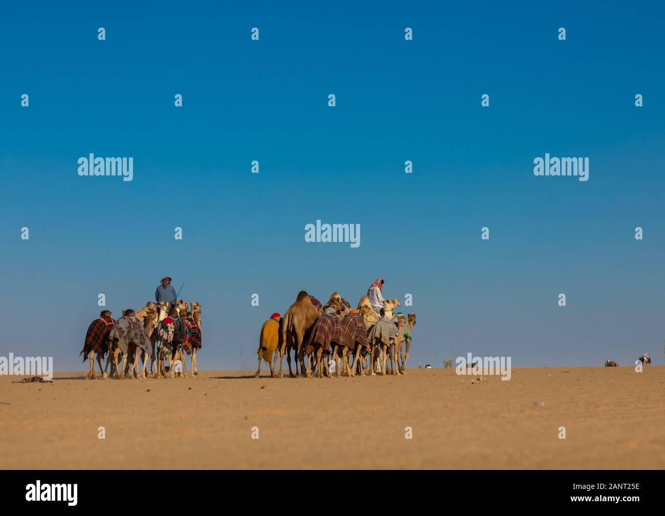 La formation pour les courses de chameaux dans la Rub' al Khali désert, province de Najran, Hubuna, l'Arabie Saoudite Banque D'Images