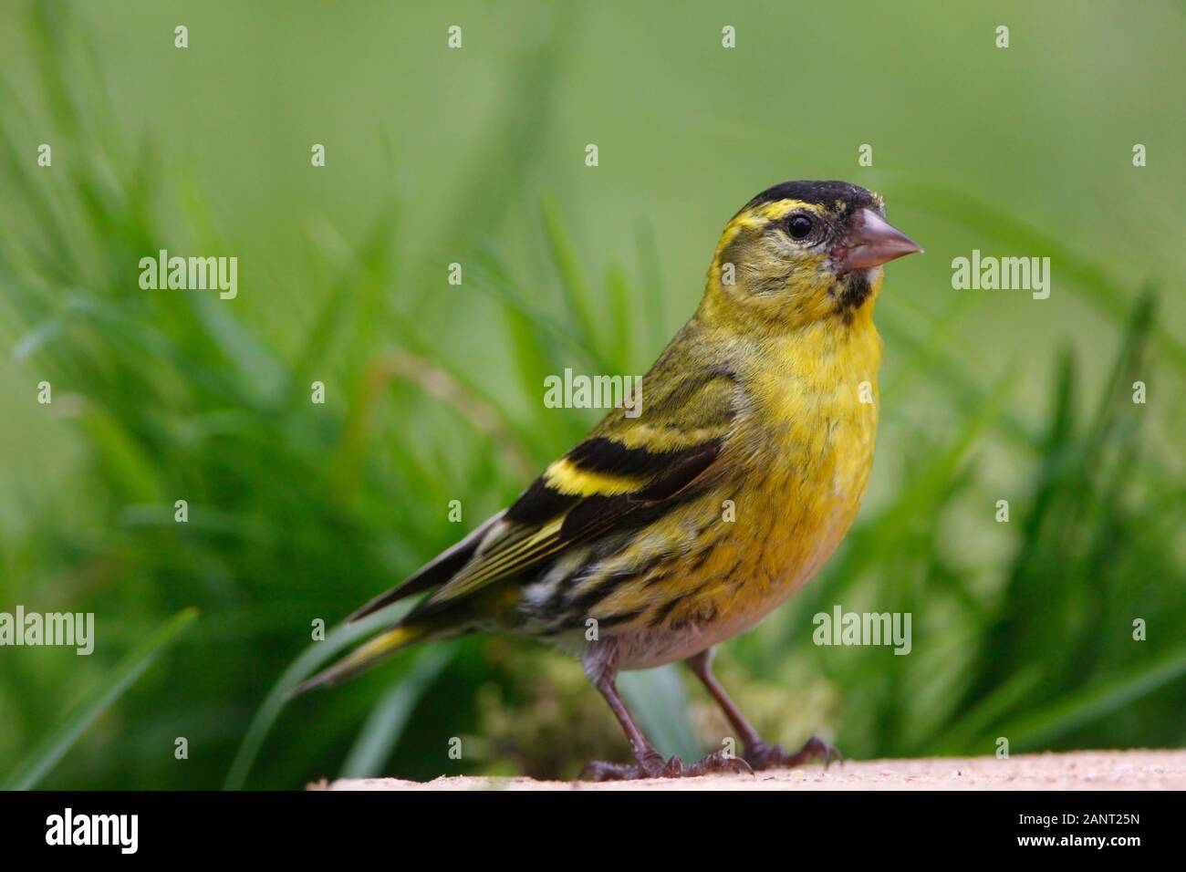 Siskin (Carduelis spinus) perché sur un morceau de bois coupé dans un jardin rural, Ecosse, Royaume-Uni. Banque D'Images