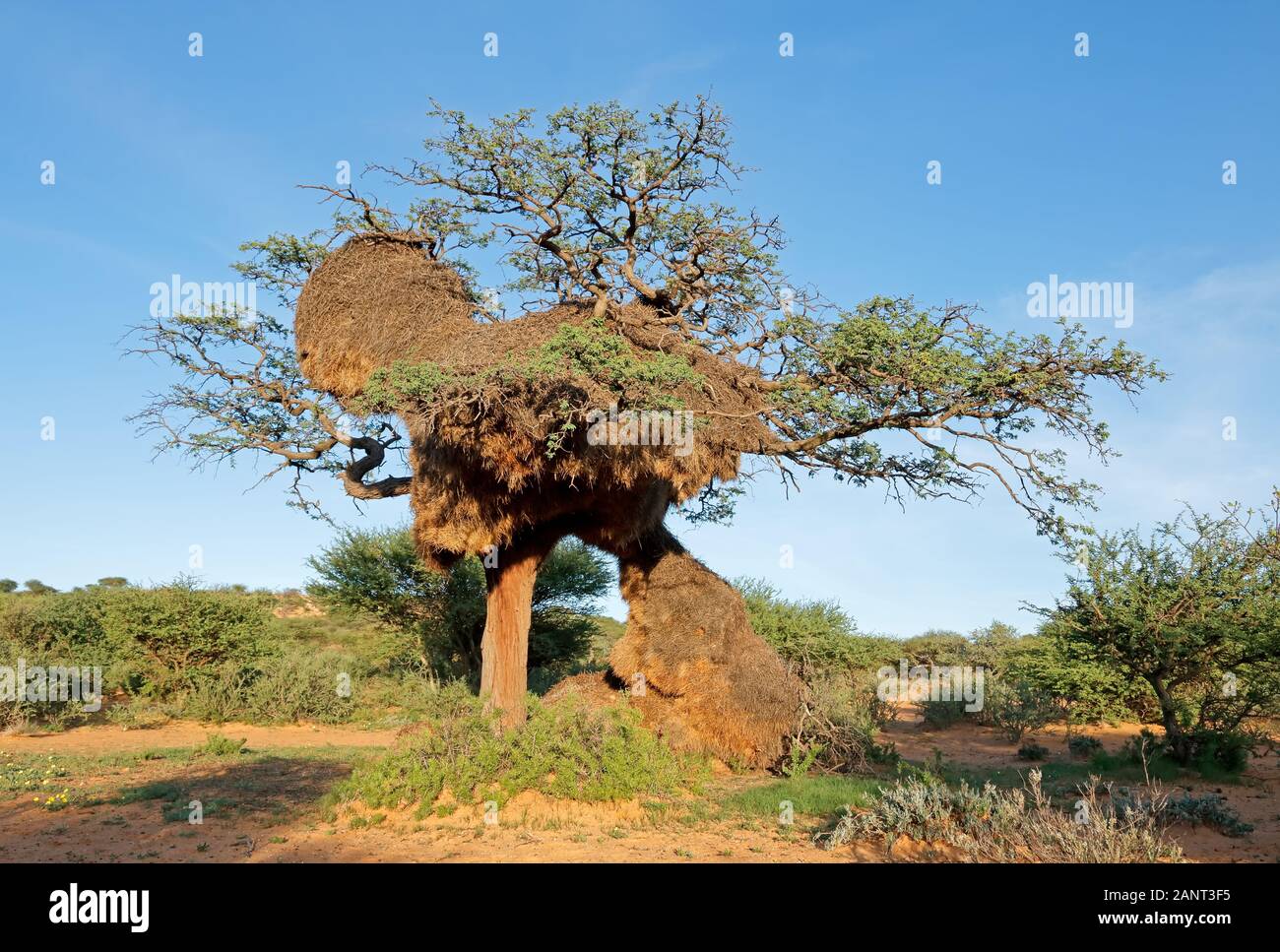 Nid communal massive des tisserands sociable (Philetairus socius) dans un arbre épineux, Afrique du Sud Banque D'Images