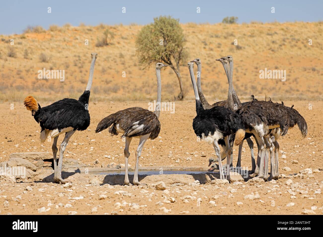 Groupe d'autruches (Struthio camelus) Eau potable à un point d'eau, désert du Kalahari, Afrique du Sud Banque D'Images