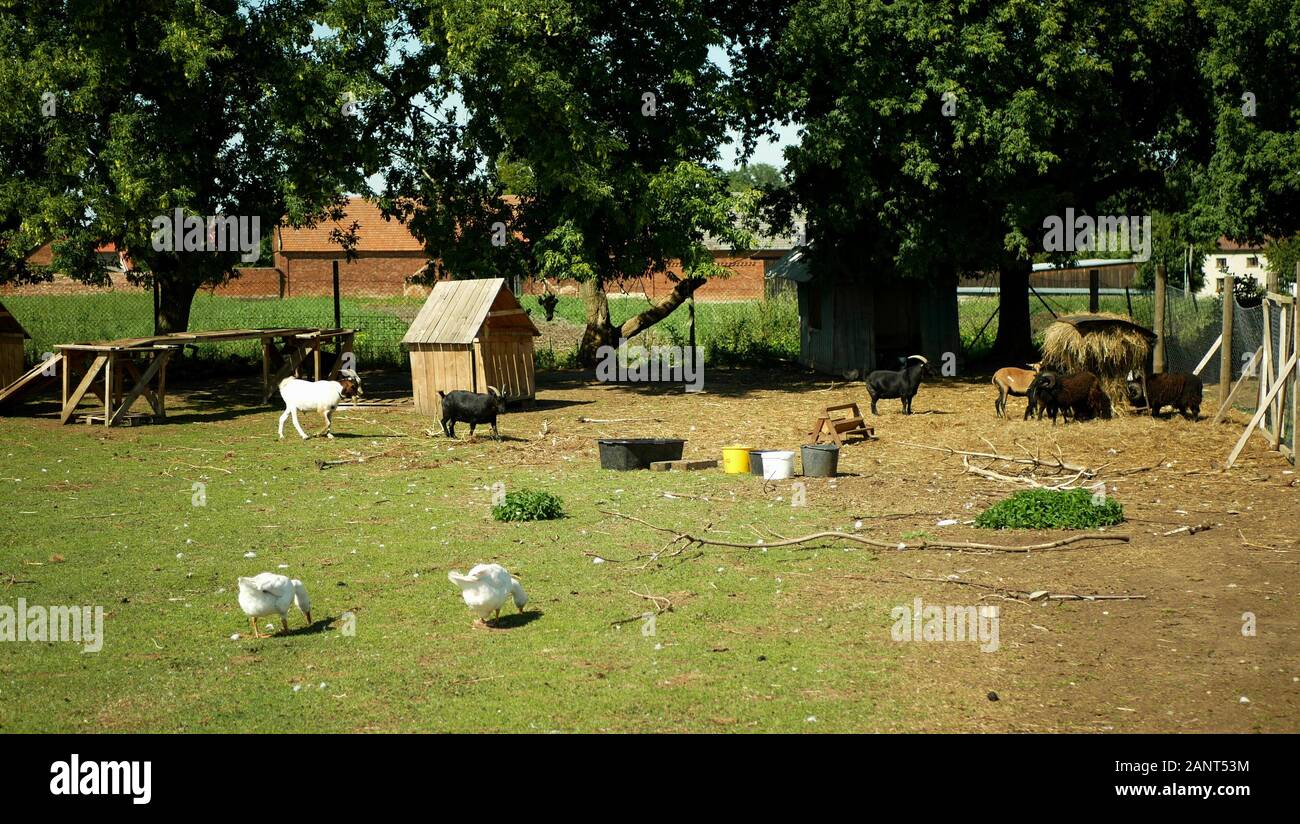 Chèvre domestique de la race boer l'Afrique, l'agriculture bio organic pygmée ferme écologique. Les chèvres sont maintenir paysage par le pâturage, l'alimentation Banque D'Images