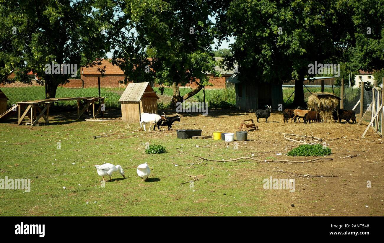 Chèvre domestique de la race boer l'Afrique, l'agriculture bio organic pygmée ferme écologique. Les chèvres sont maintenir paysage par le pâturage, l'alimentation avec Banque D'Images
