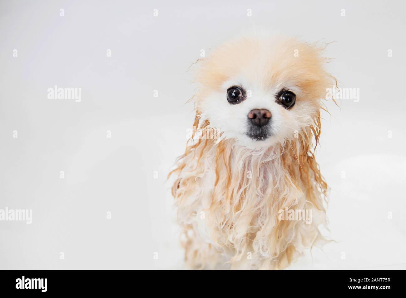 La laine humide le toiletteur chien solitaire se laver les cheveux dans la baignoire blanc spitz pomeranian Banque D'Images