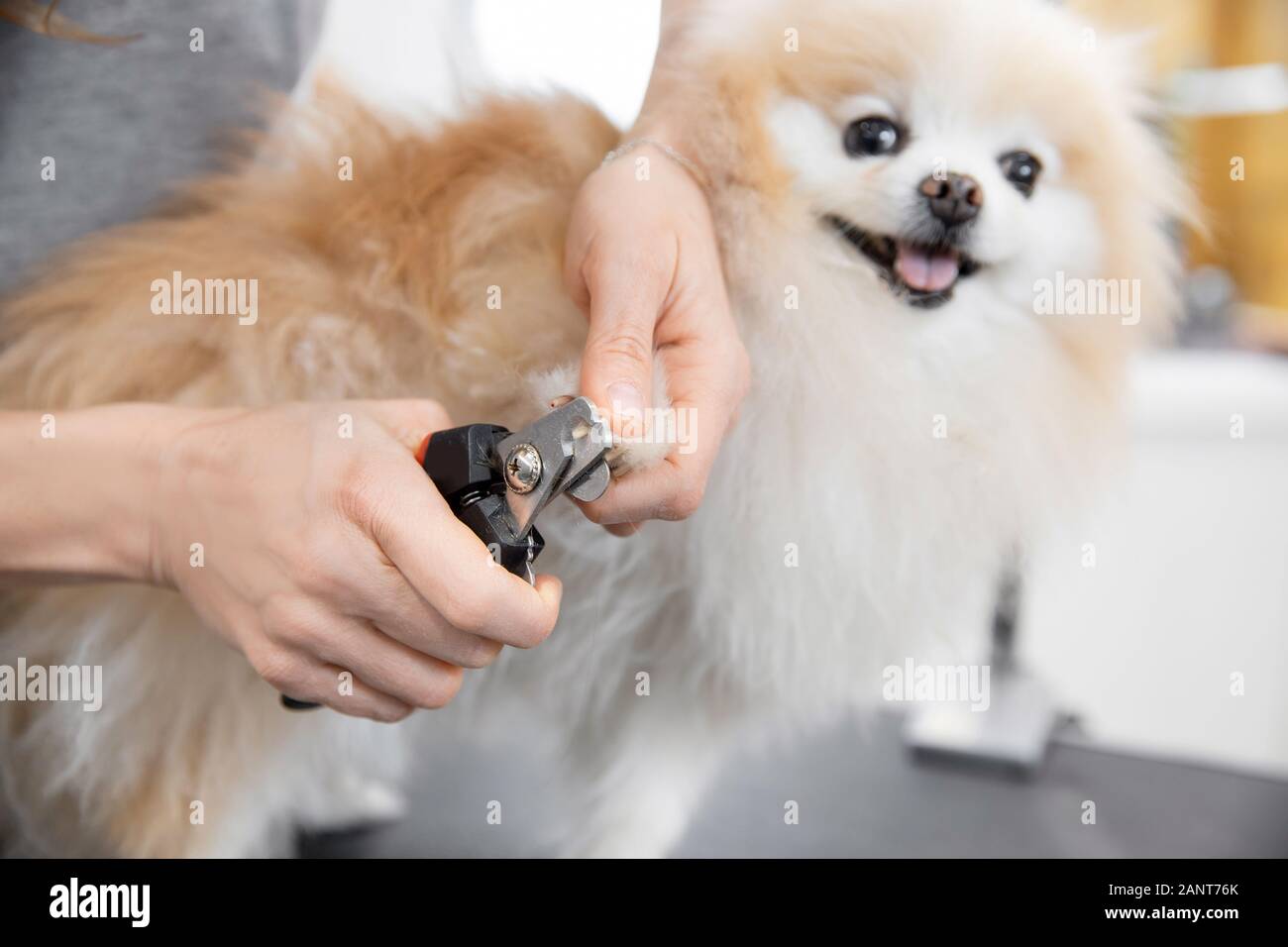 Toiletteur professionnel coupe ongles petit chien spitz pomeranian langue smiling Banque D'Images