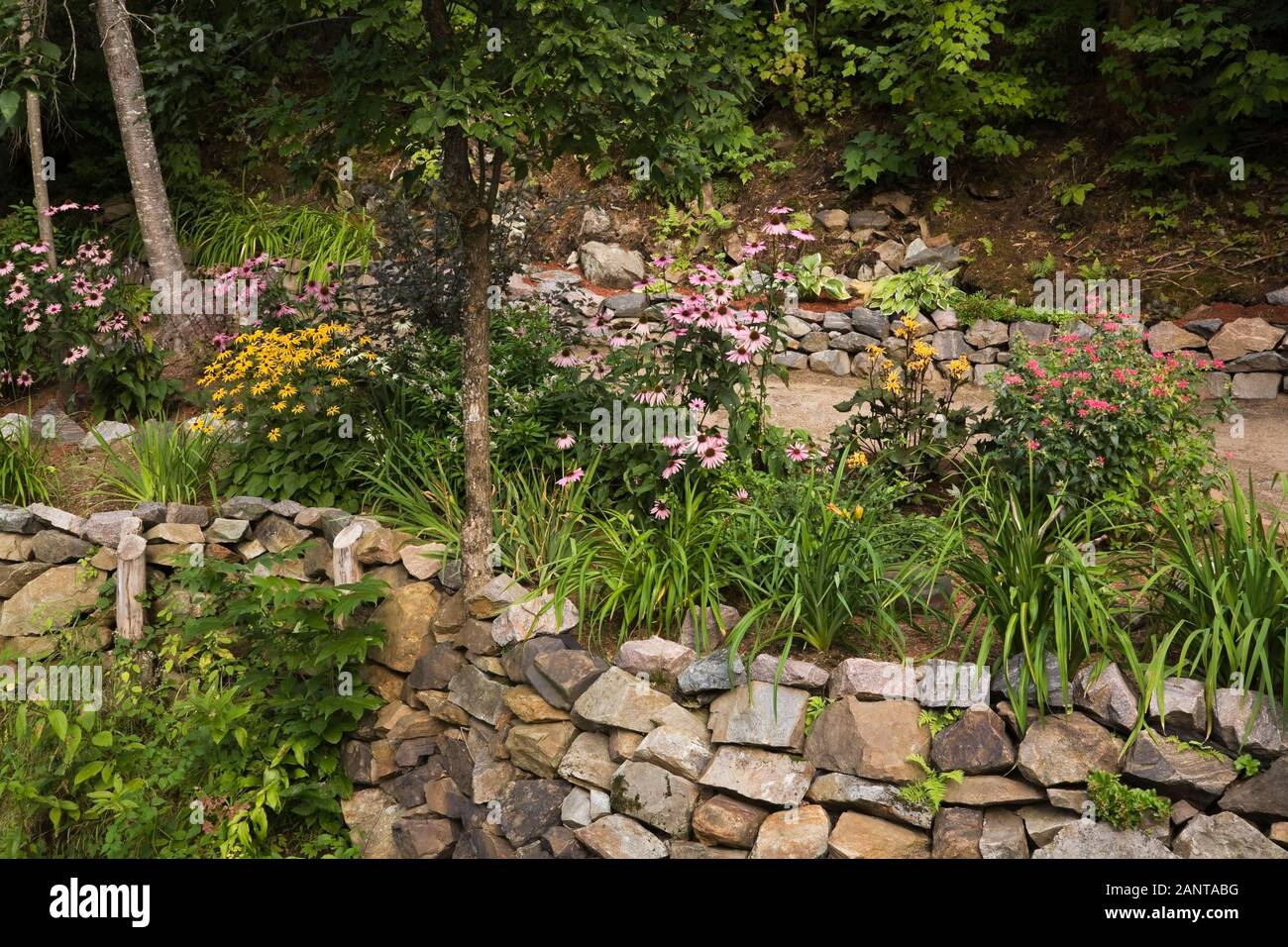 Bordure en pierre surélevée avec Rudbeckias jaune et Purple Echinacea purpurea - Coneflowers dans jardin privé de campagne en été Banque D'Images