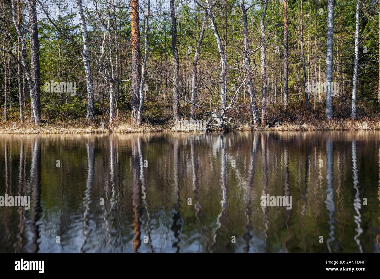 Au début du printemps, côte du lac, forêt sans feuilles reflètent dans l'eau du lac Banque D'Images