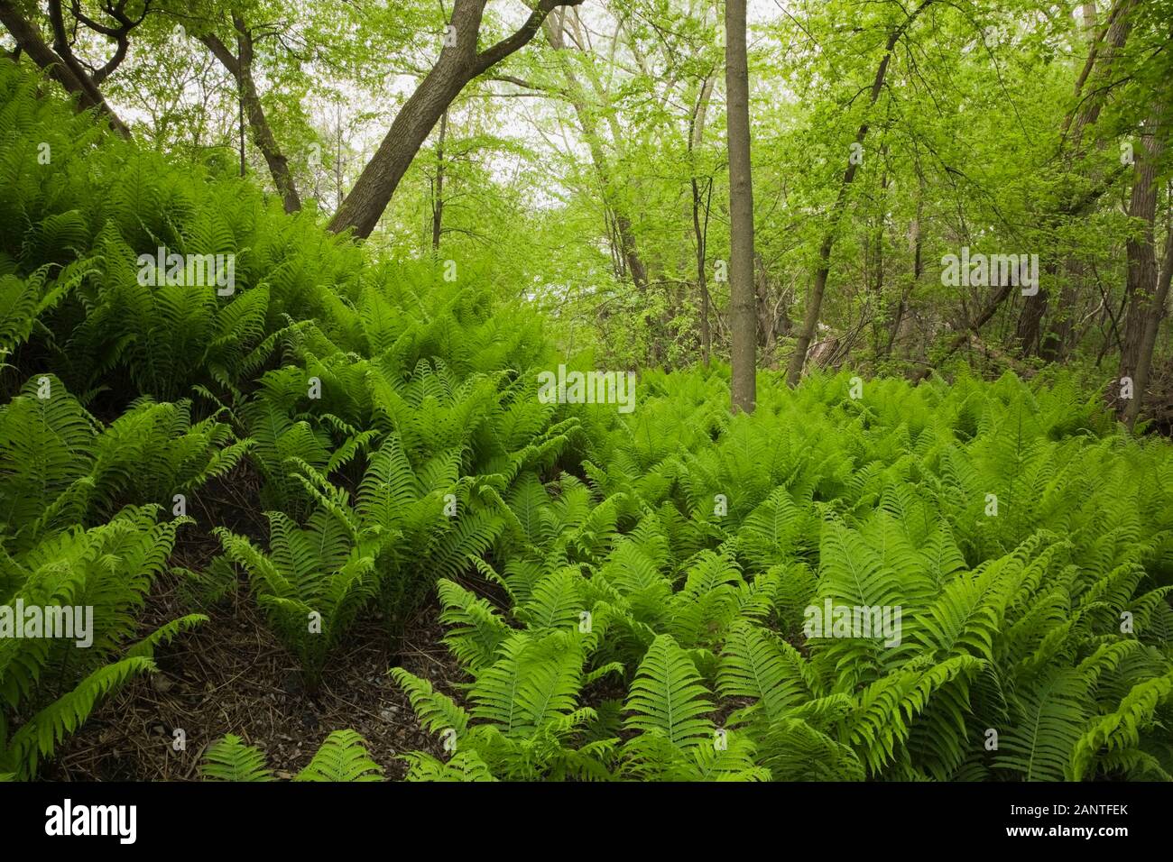 Forêt de Ptéridophyta - plantes de Fern et arbres à feuilles caduques dans le jardin de campagne arrière-cour au printemps Banque D'Images