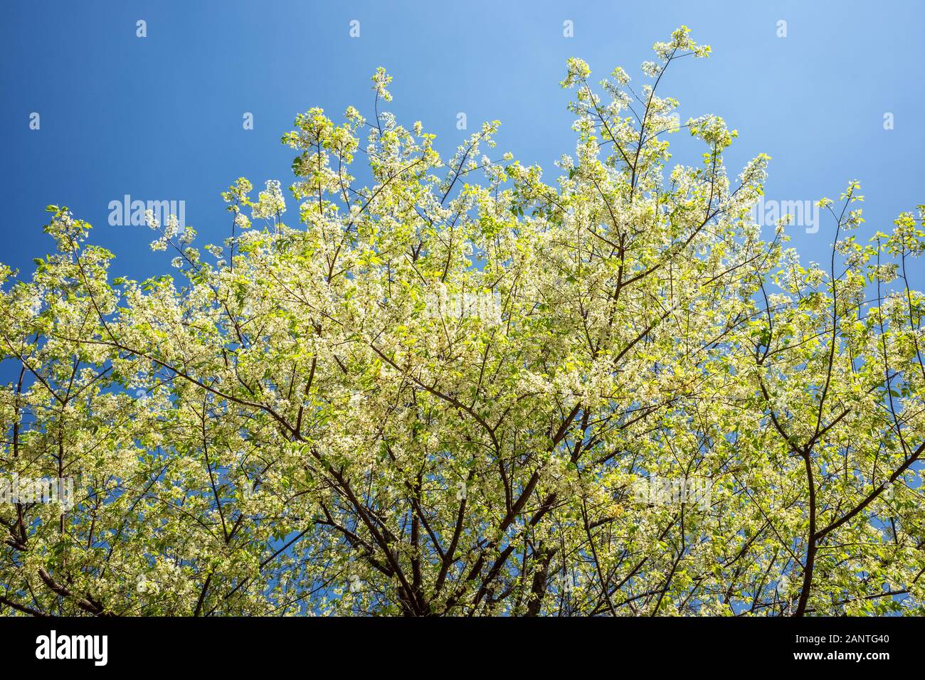 Sakura blanc fleurs et feuilles vertes sur l'expansion des branches avec ciel bleu clair. Banque D'Images