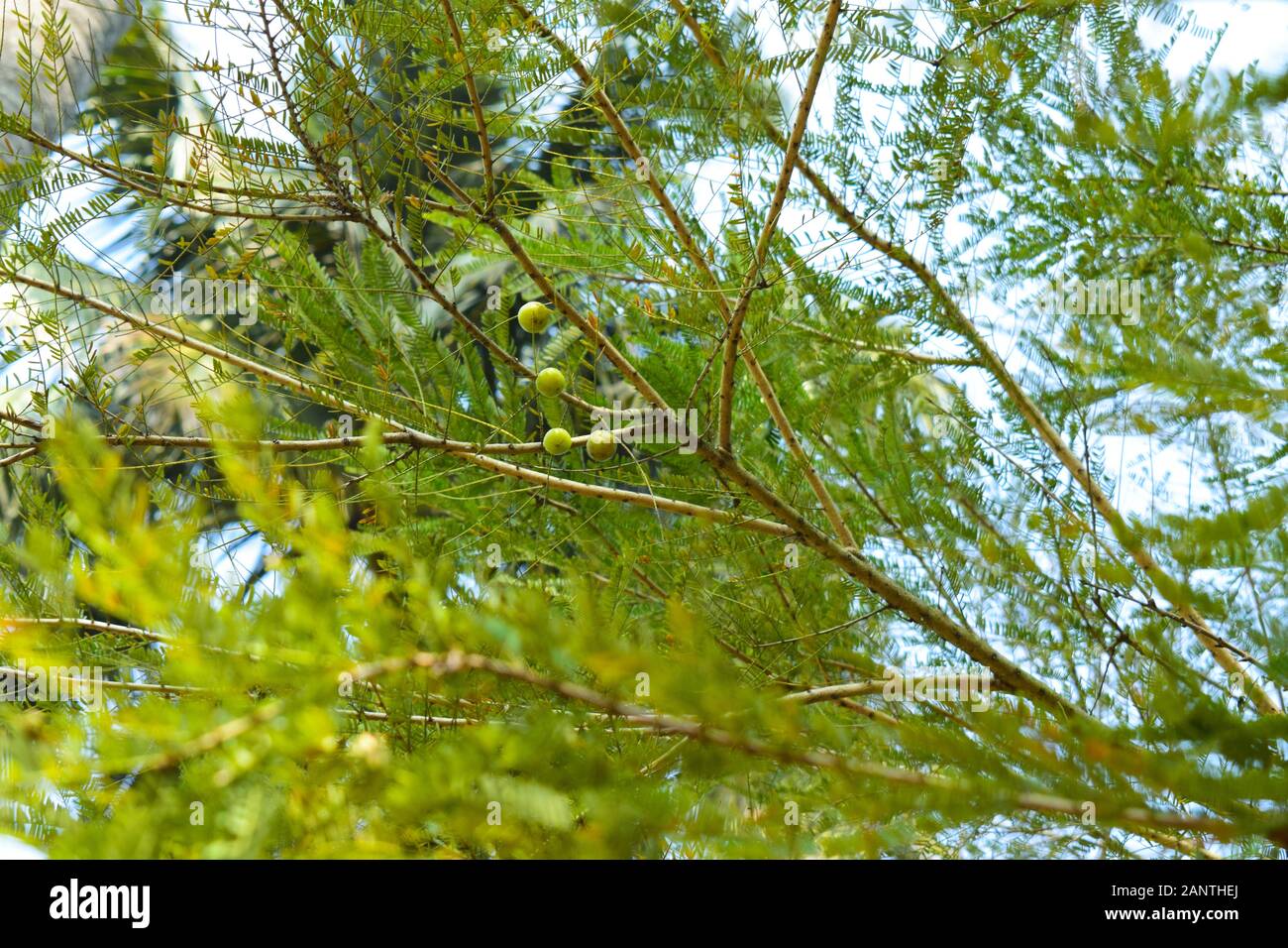 un magnifique arbre de baies de gooseberry avec des fruits qui ont un fond flou Banque D'Images