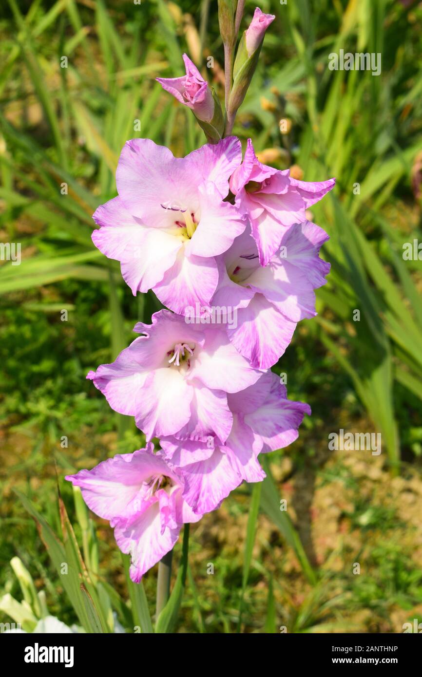 bouquet de belles fleurs de gladiolus violettes fleuries dans le champ Banque D'Images