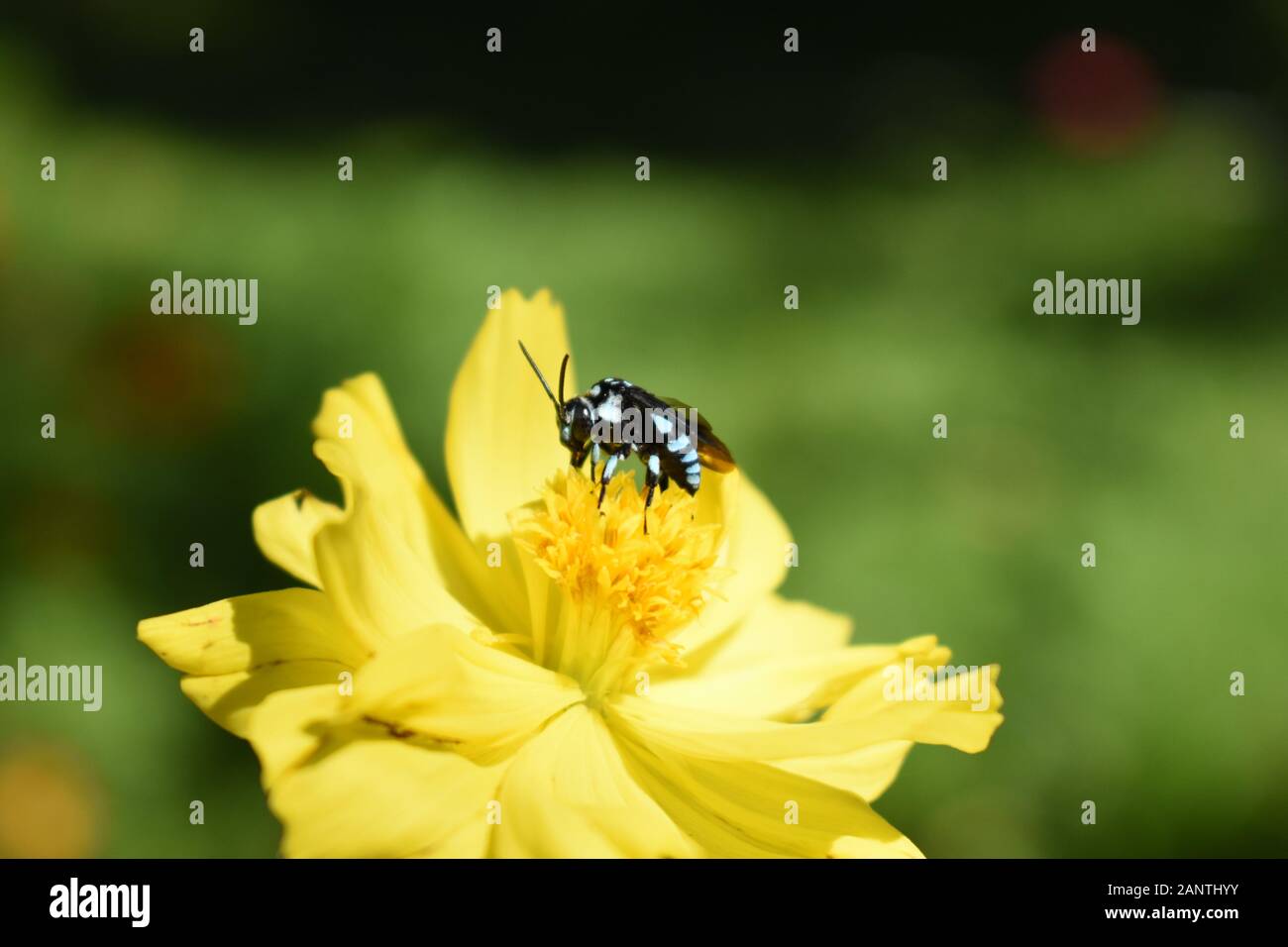 Une abeille coucou néon (Thyreus nitidulus) perché sur un cosmos jaune fleur. Surakarta, Indonésie. Banque D'Images