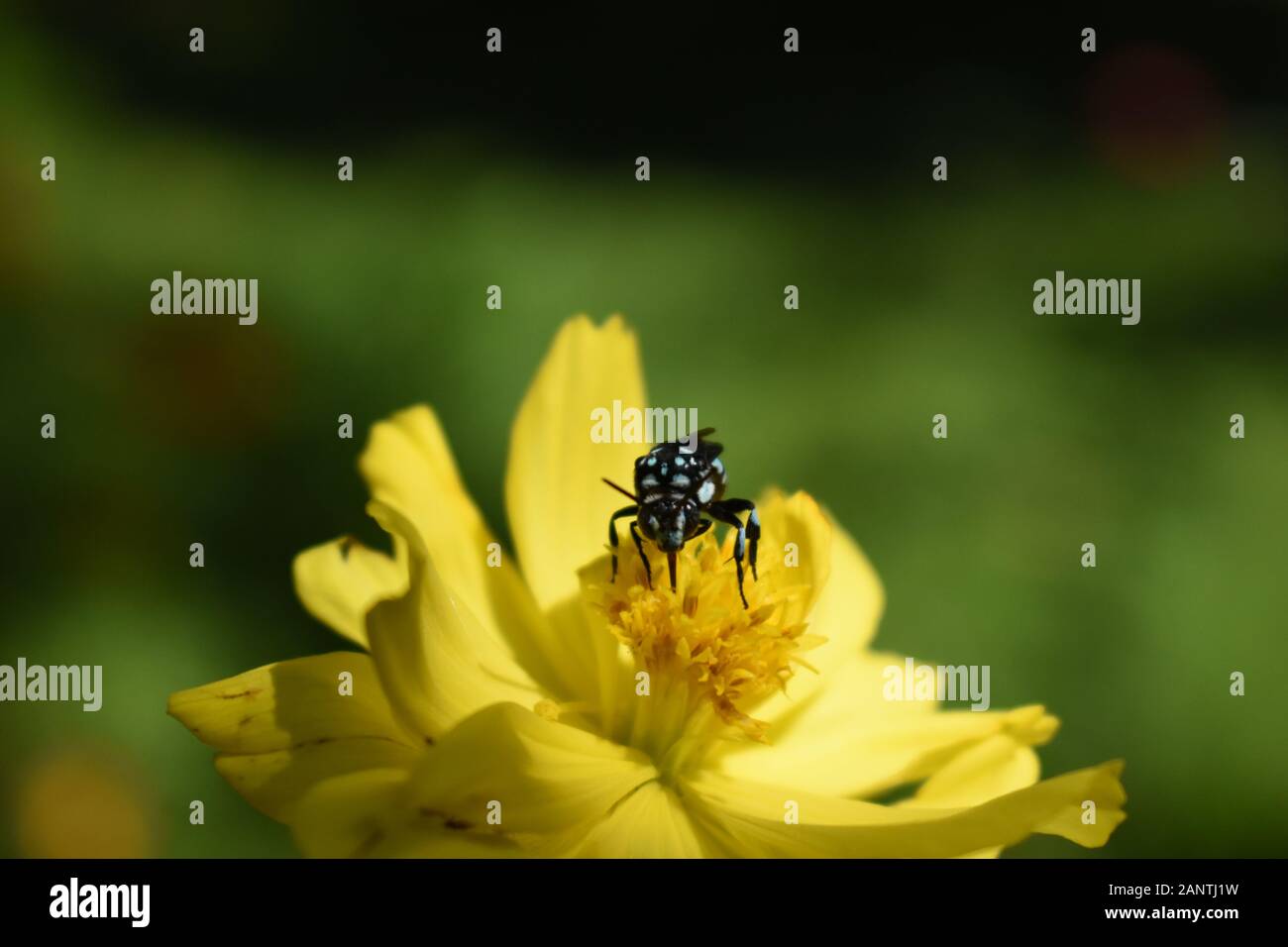 Manteau et dague abeille. Thyreus lilacinus. Banque D'Images