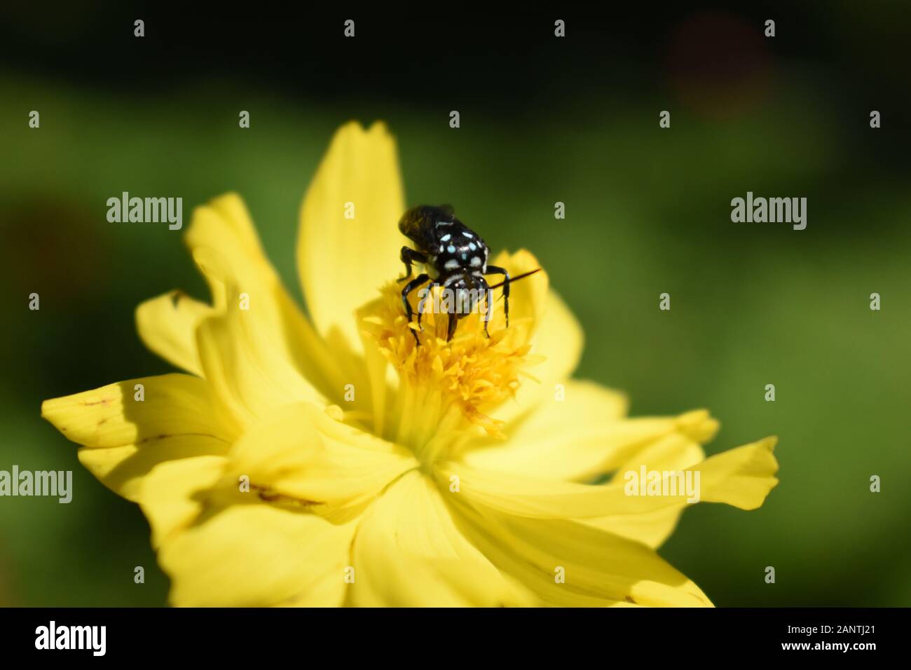 Une abeille coucou néon (Thyreus nitidulus) perché sur un cosmos jaune fleur. Surakarta, Indonésie. Banque D'Images
