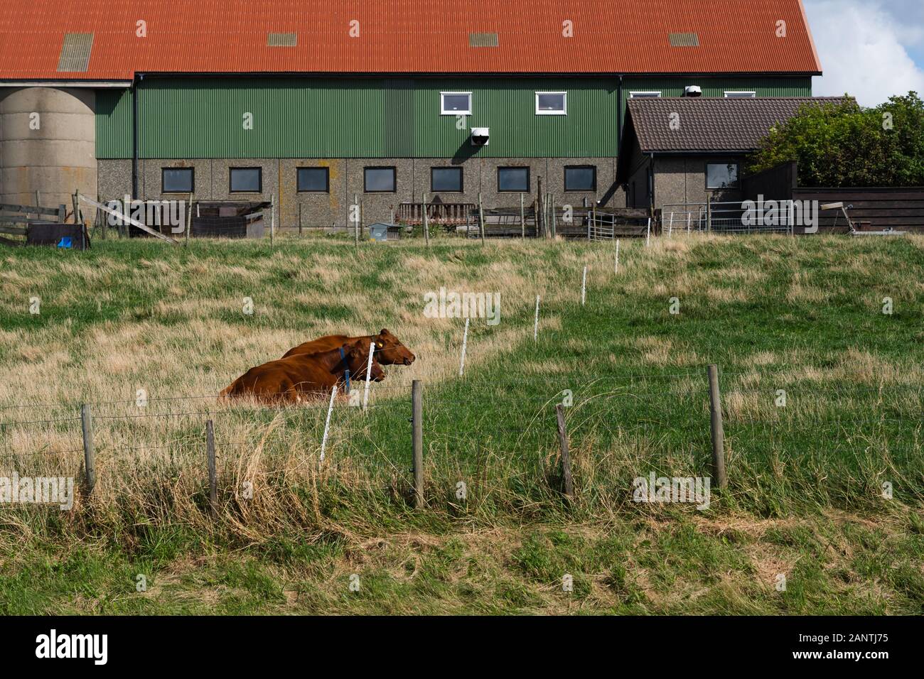 Deux vaches portant sur le domaine de l'herbe à l'intérieur d'une clôture sur une ferme Banque D'Images