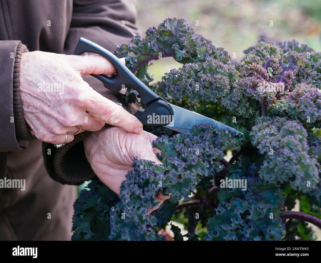 Femme récoltant des feuilles de kale d'une variété allemande appelée Lippische Palme. Banque D'Images