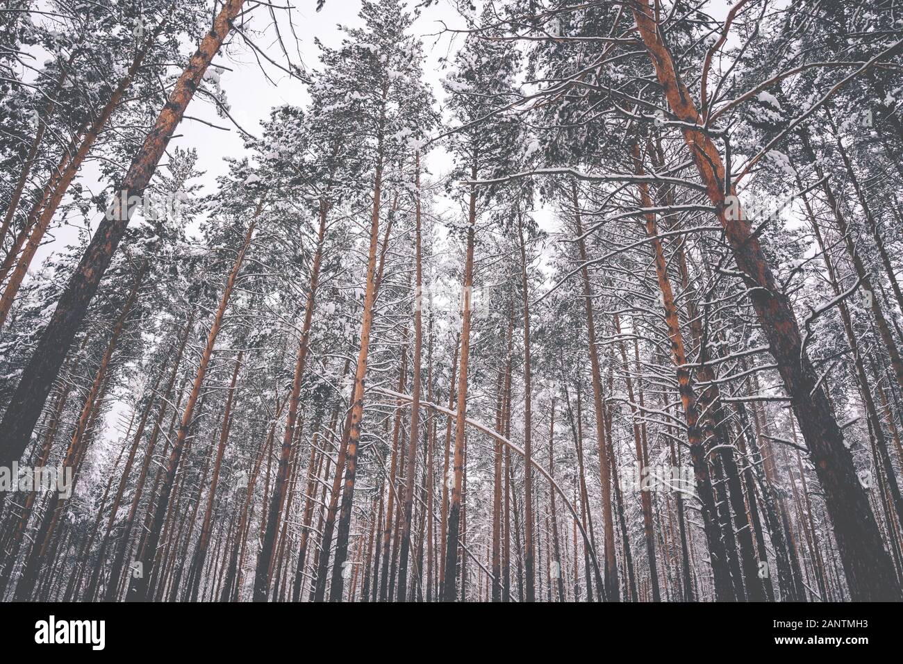 De beaux grands pins en hiver dans la forêt, l'arrière-plan d'arbres dans la nature Banque D'Images