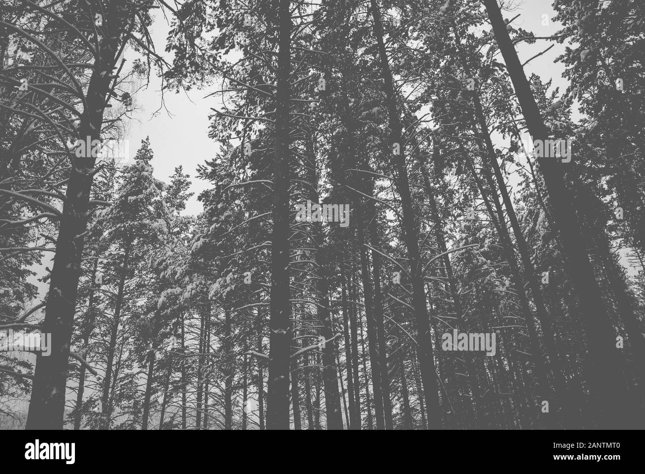 Beau fond noir et blanc de la forêt d'hiver, l'effet de film Banque D'Images