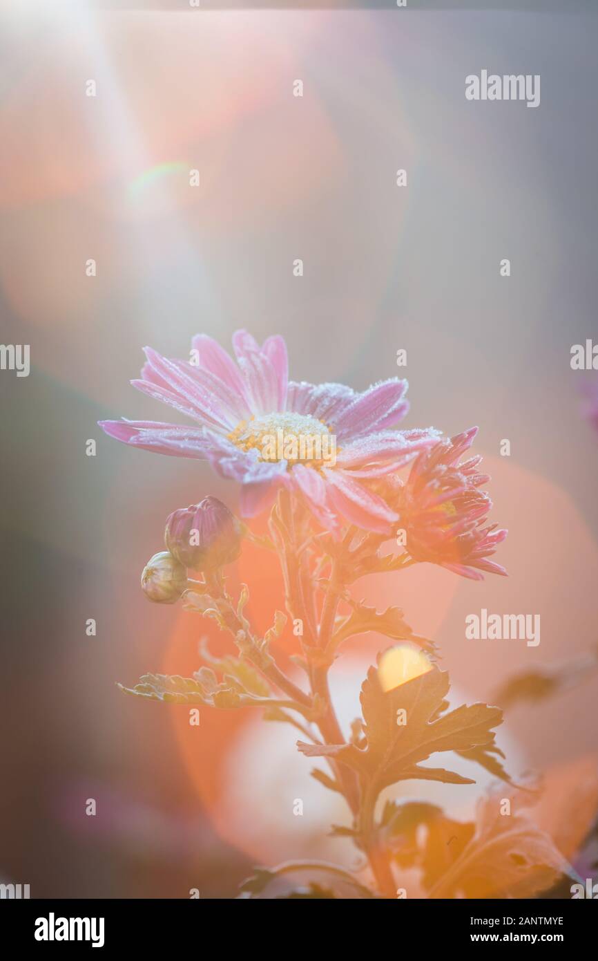 Idée pour le bouddhisme et la méditation et l'englightenment concept. Englightened fleur. Concept de la religion. Banque D'Images